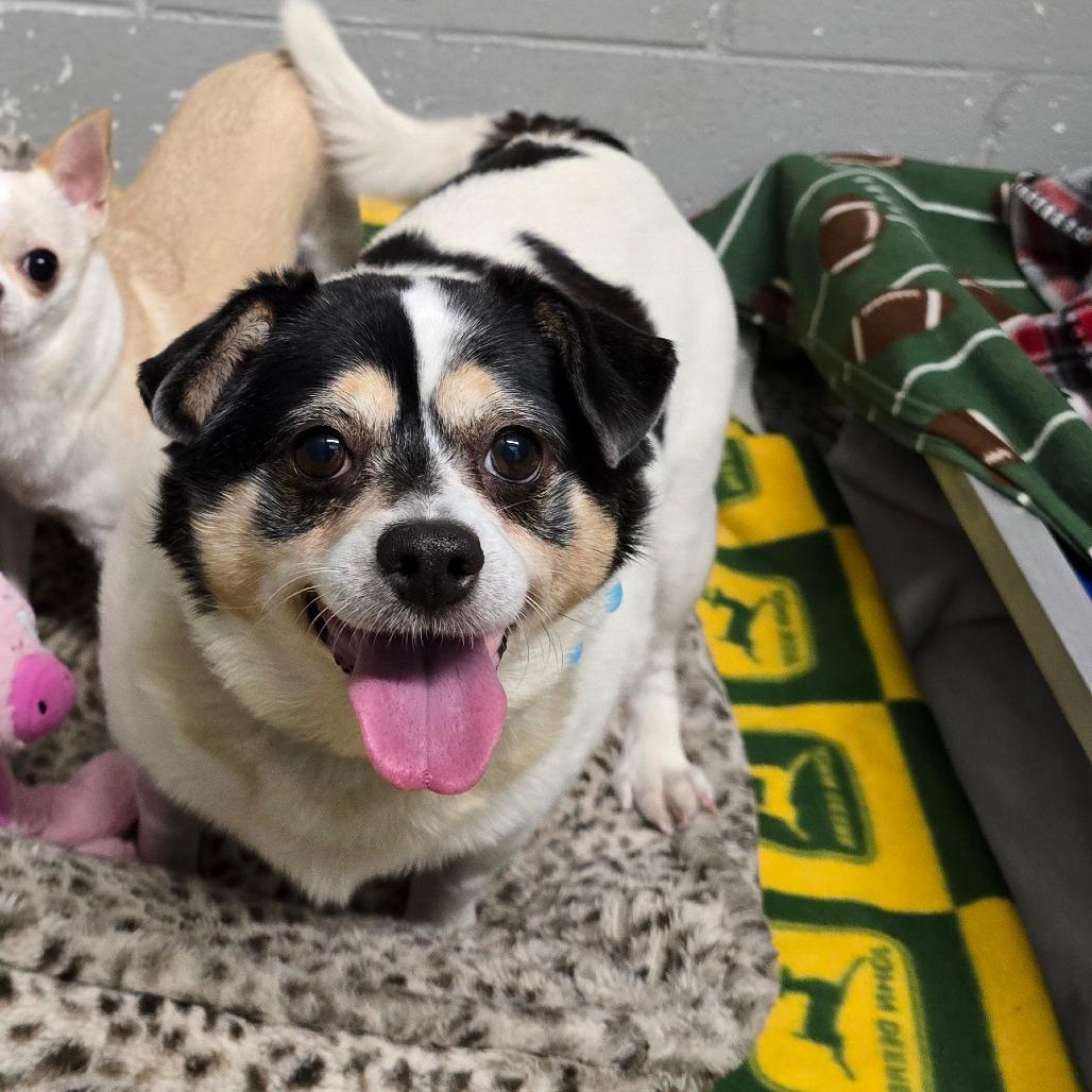 Chester, Adoptable, Senior Male Jack Russell Terrier.