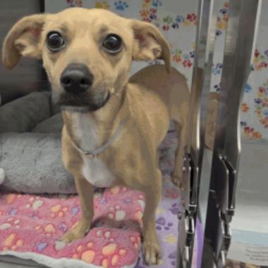 Enlarge Daisy, a Adoptable Chihuahua in Katy, TX image 1/1