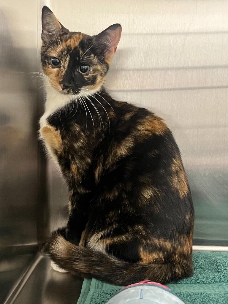 Enlarge Baybay, a Adoptable mixed breed in Murray, KY image 1/1