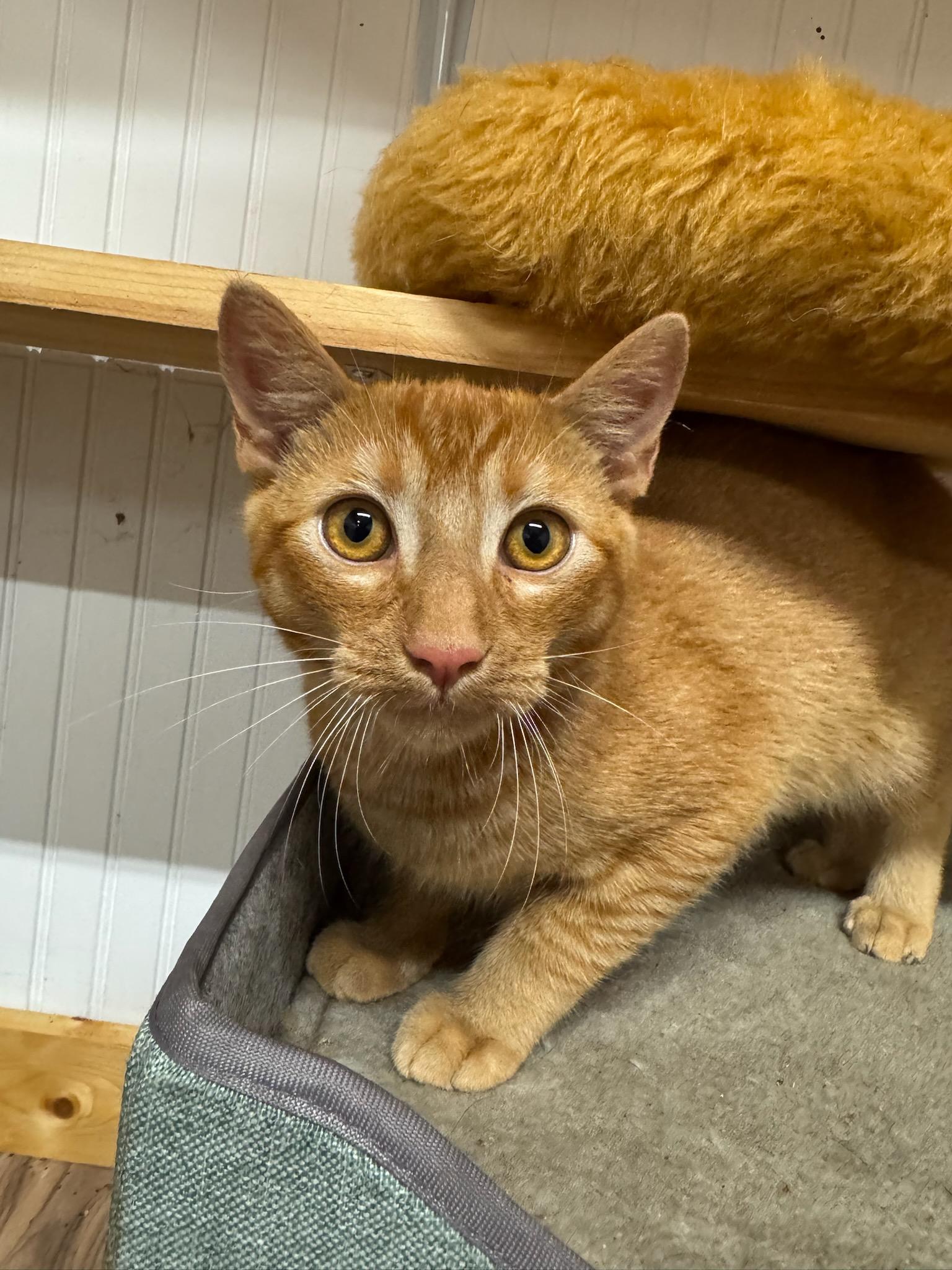 Enlarge Steve, a Adoptable Domestic Short Hair in Blairsville, GA image 2/3