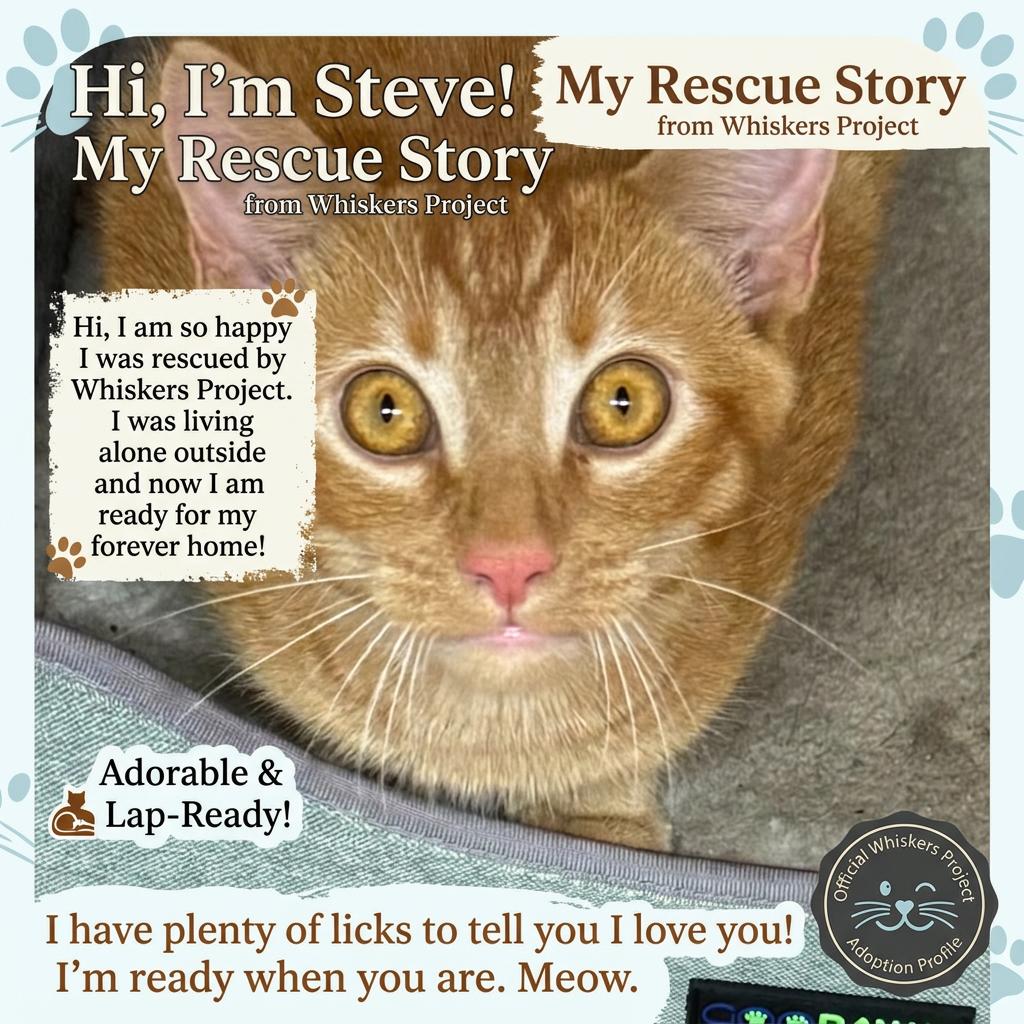 Steve, Adoptable, Young Male Domestic Short Hair.