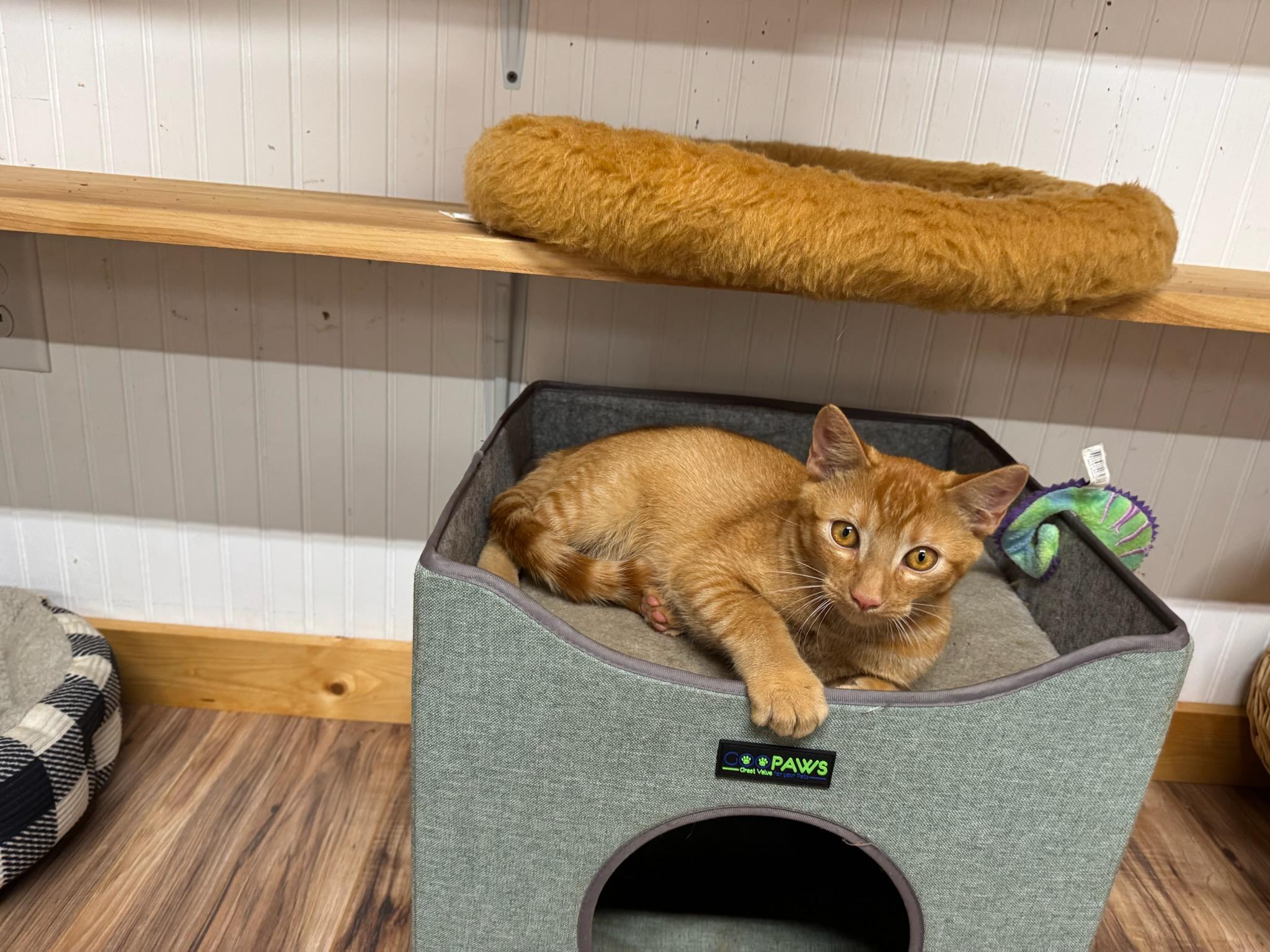 Enlarge Steve, a Adoptable Domestic Short Hair in Blairsville, GA image 3/3