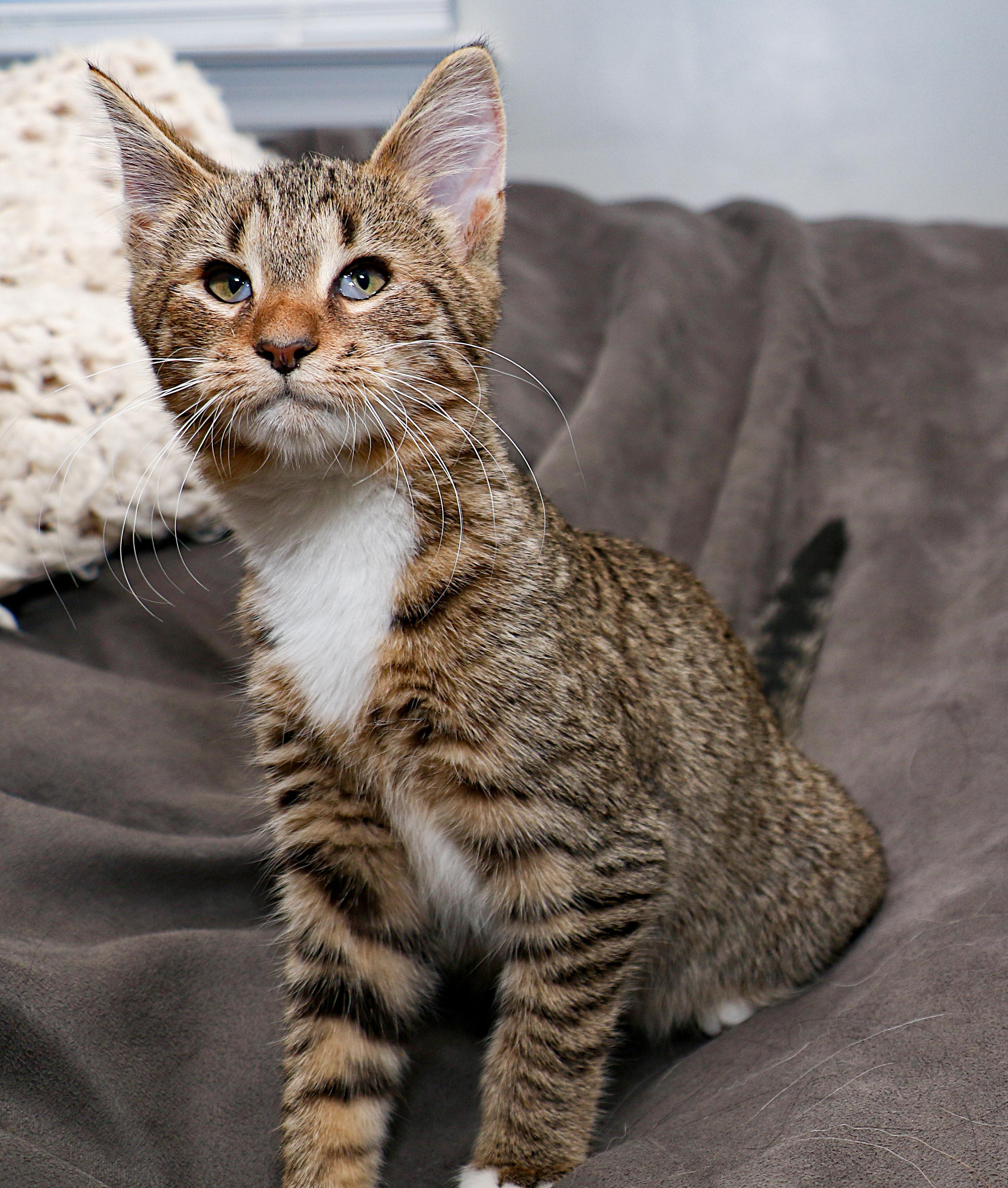 Asia, an adopted mixed breed in Charlotte, NC image 3/6