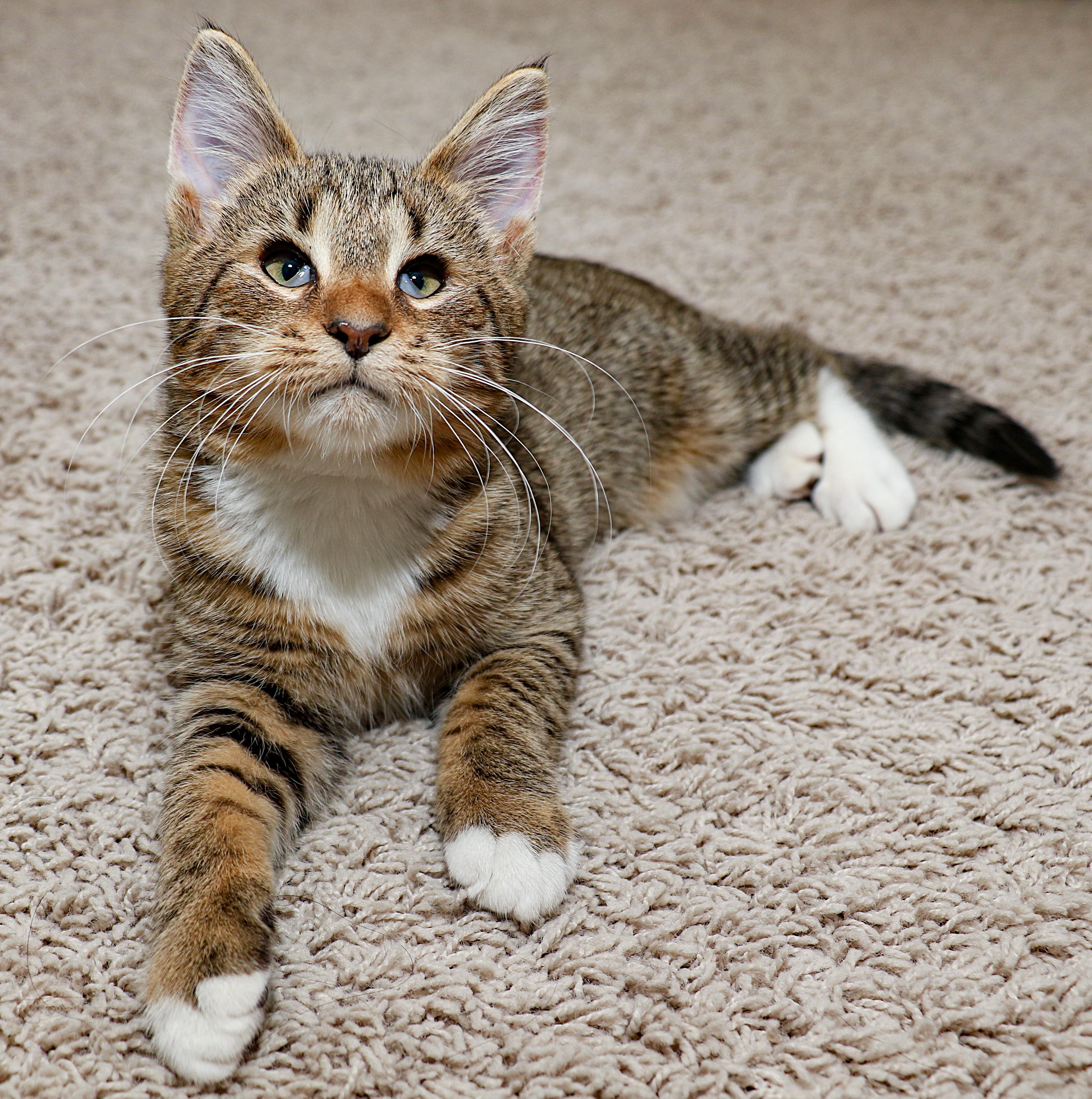 Asia, an adopted mixed breed in Charlotte, NC image 6/6