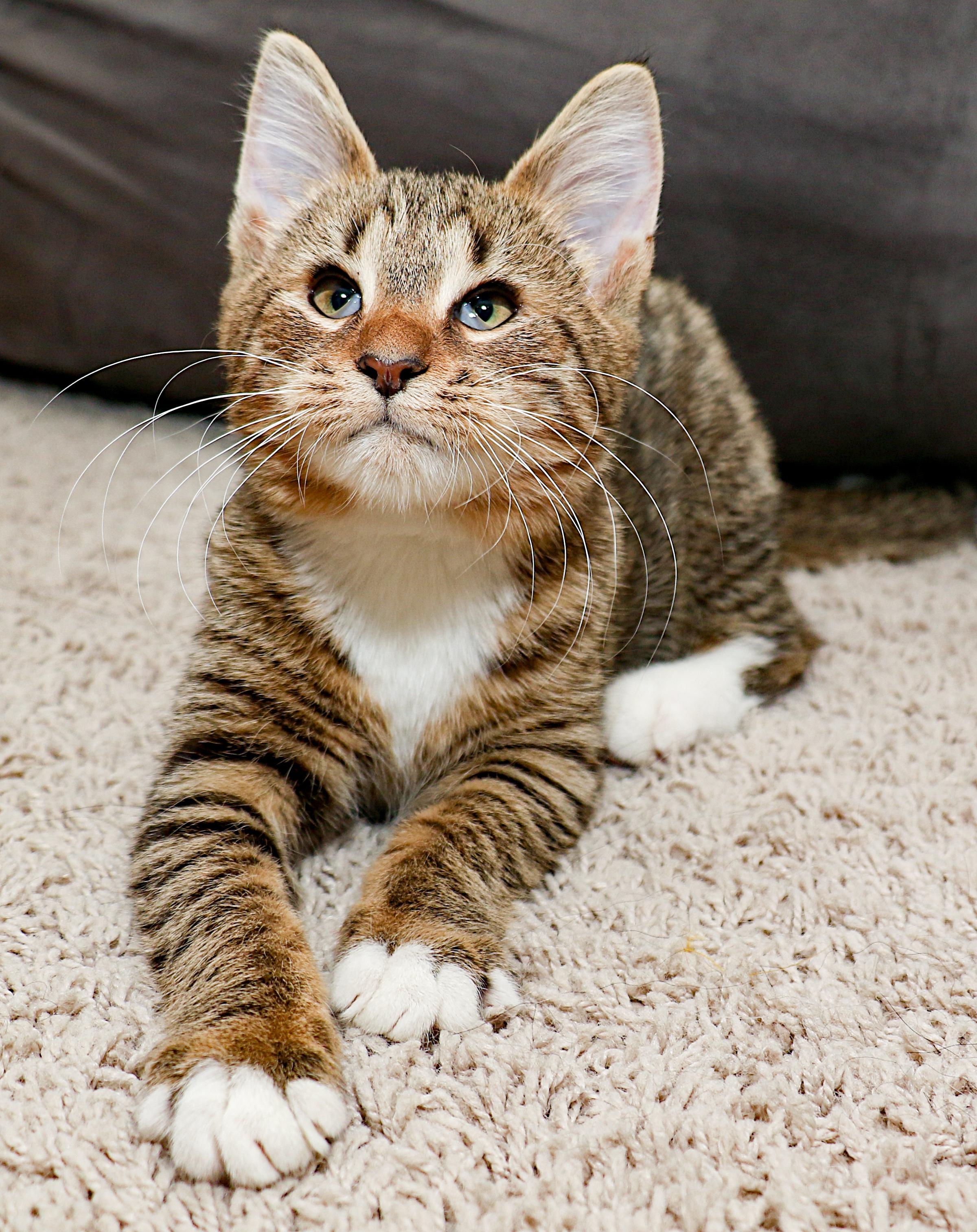 Asia, an adopted mixed breed in Charlotte, NC image 5/6