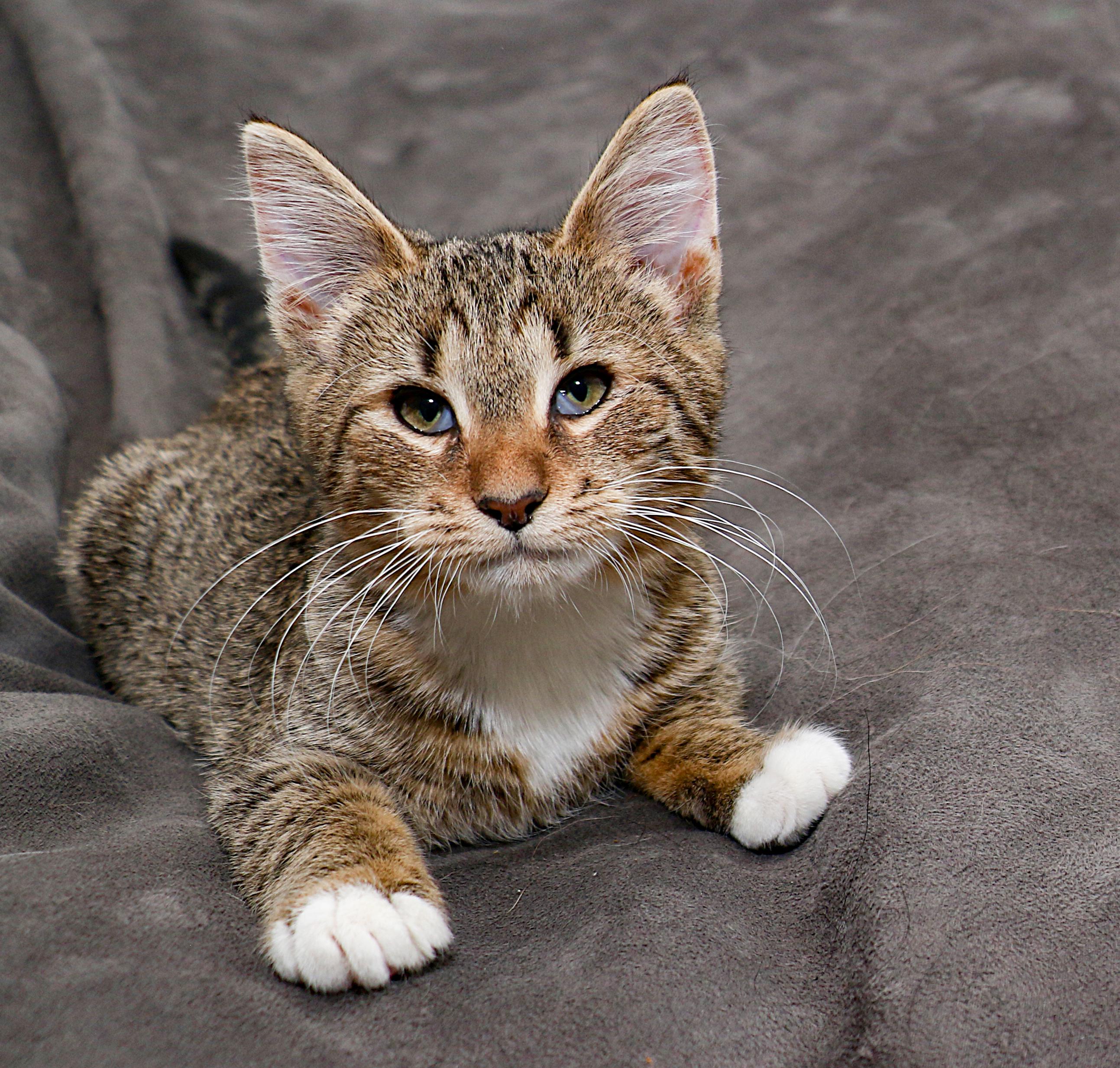 Asia, an adopted mixed breed in Charlotte, NC image 1/6