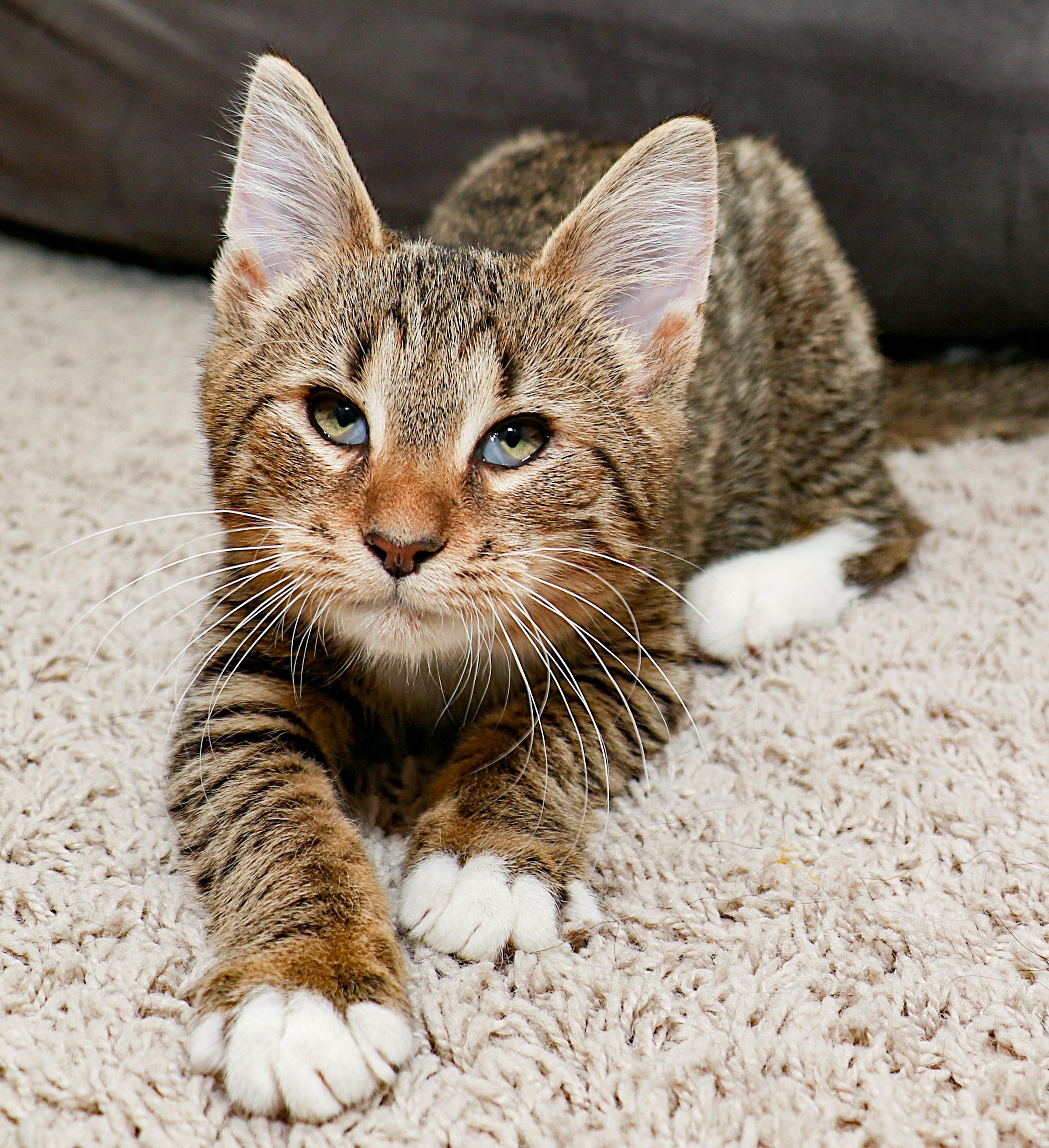 Asia, an adopted mixed breed in Charlotte, NC image 4/6