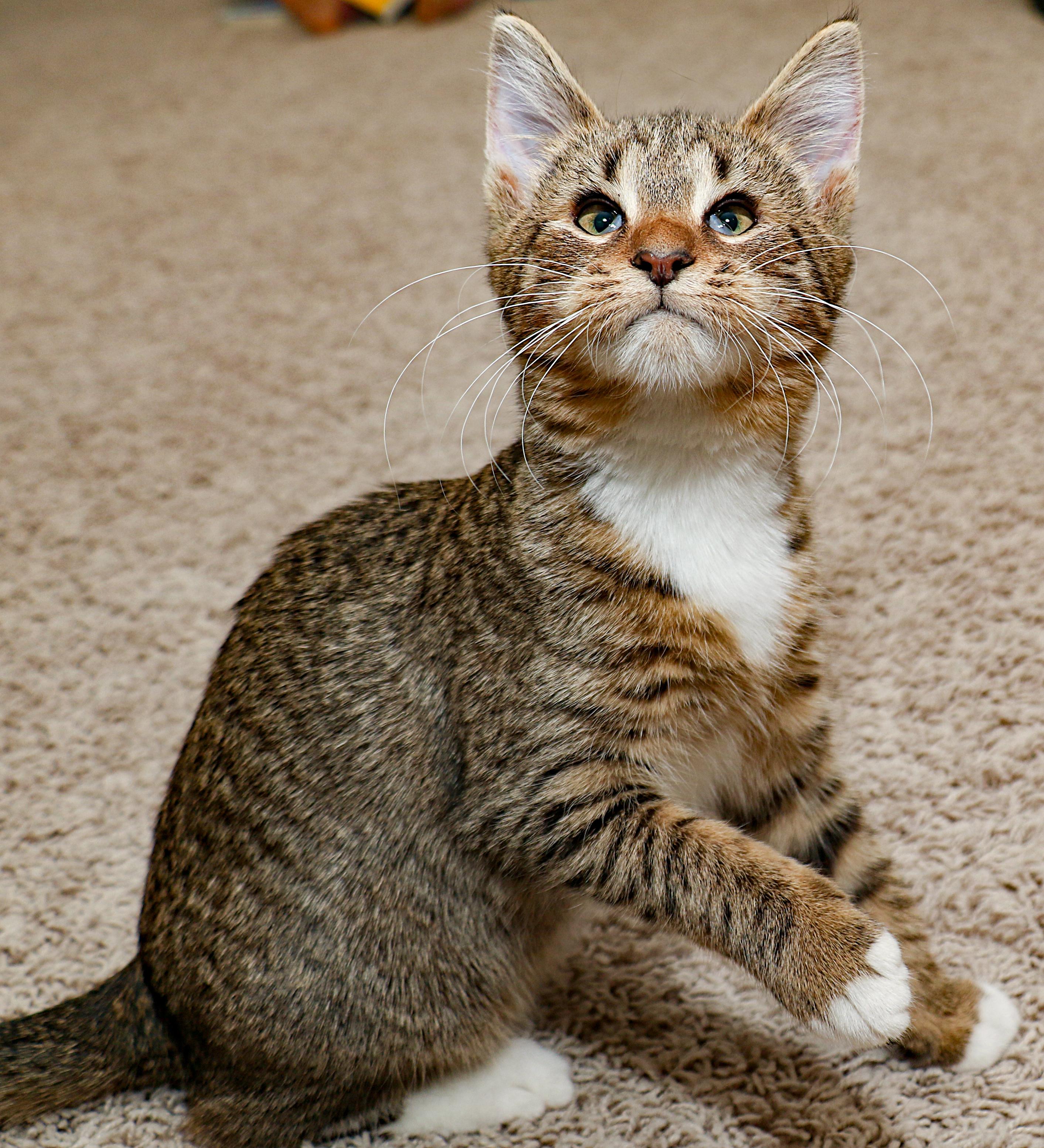 Asia, an adopted mixed breed in Charlotte, NC image 2/6