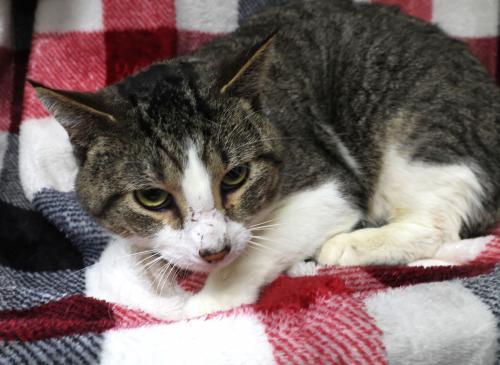 Elroy, Adoptable, Adult Male Domestic Short Hair.
