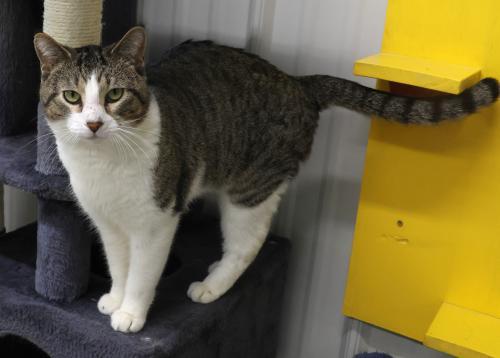 Enlarge Elroy, a Adoptable mixed breed in Thief River Falls, MN image 1/1