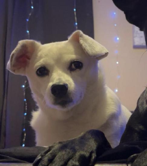 Charlie *URGENT FOSTER NEEDED TOO!, a Adopted mixed breed in Decatur, GA image 1/3