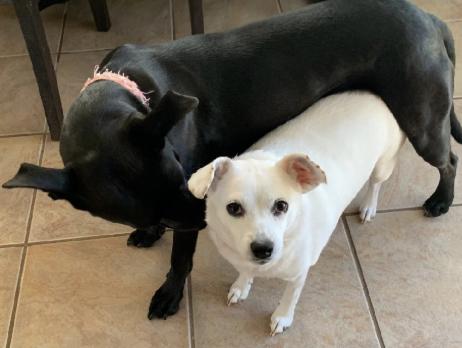 Charlie *URGENT FOSTER NEEDED TOO!, a Adopted mixed breed in Decatur, GA image 2/3
