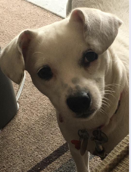 Charlie *URGENT FOSTER NEEDED TOO!, a Adopted mixed breed in Decatur, GA image 3/3
