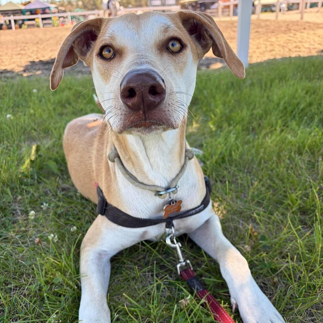 Foxy, a Adoptable mixed breed in Bend, OR image 2/6