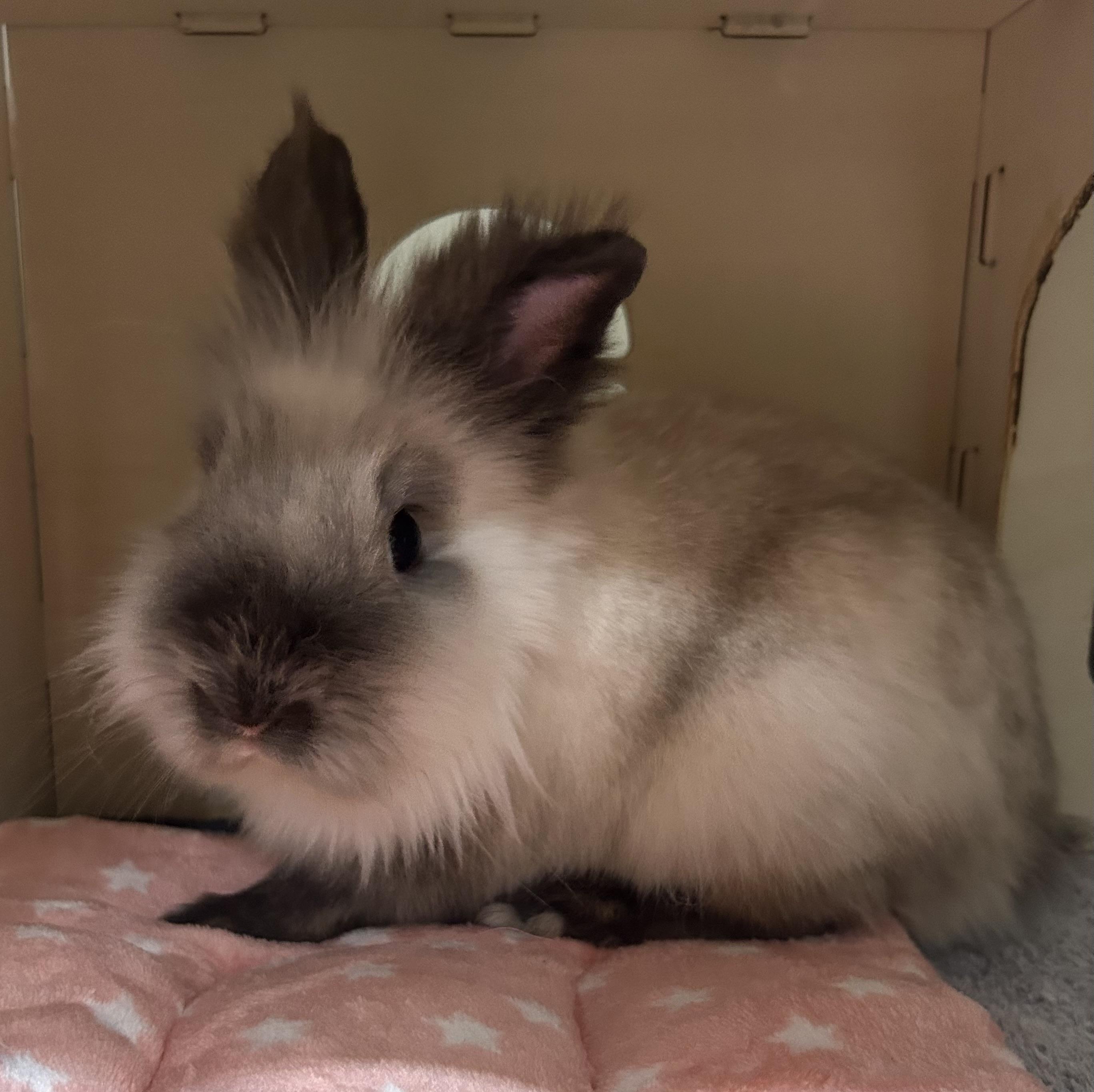 Enlarge Simon (Sable point) *bonded pair with Garfunkel, a Adoptable Lionhead in Omaha, NE image 1/2
