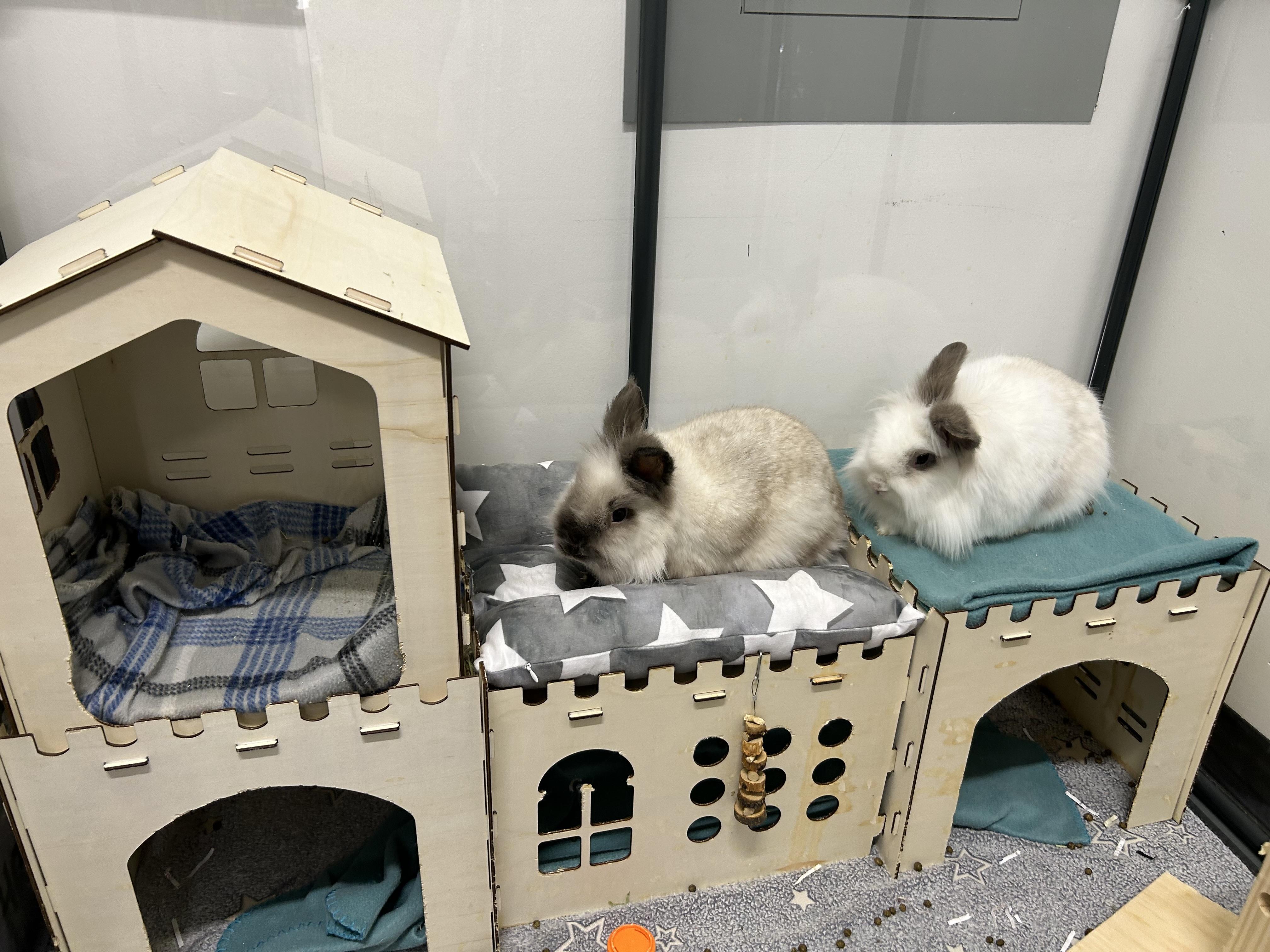 Sable Point Lionhead Rabbit Simon (Sable point) *bonded pair with Garfunkel - Adoptable Pet ...