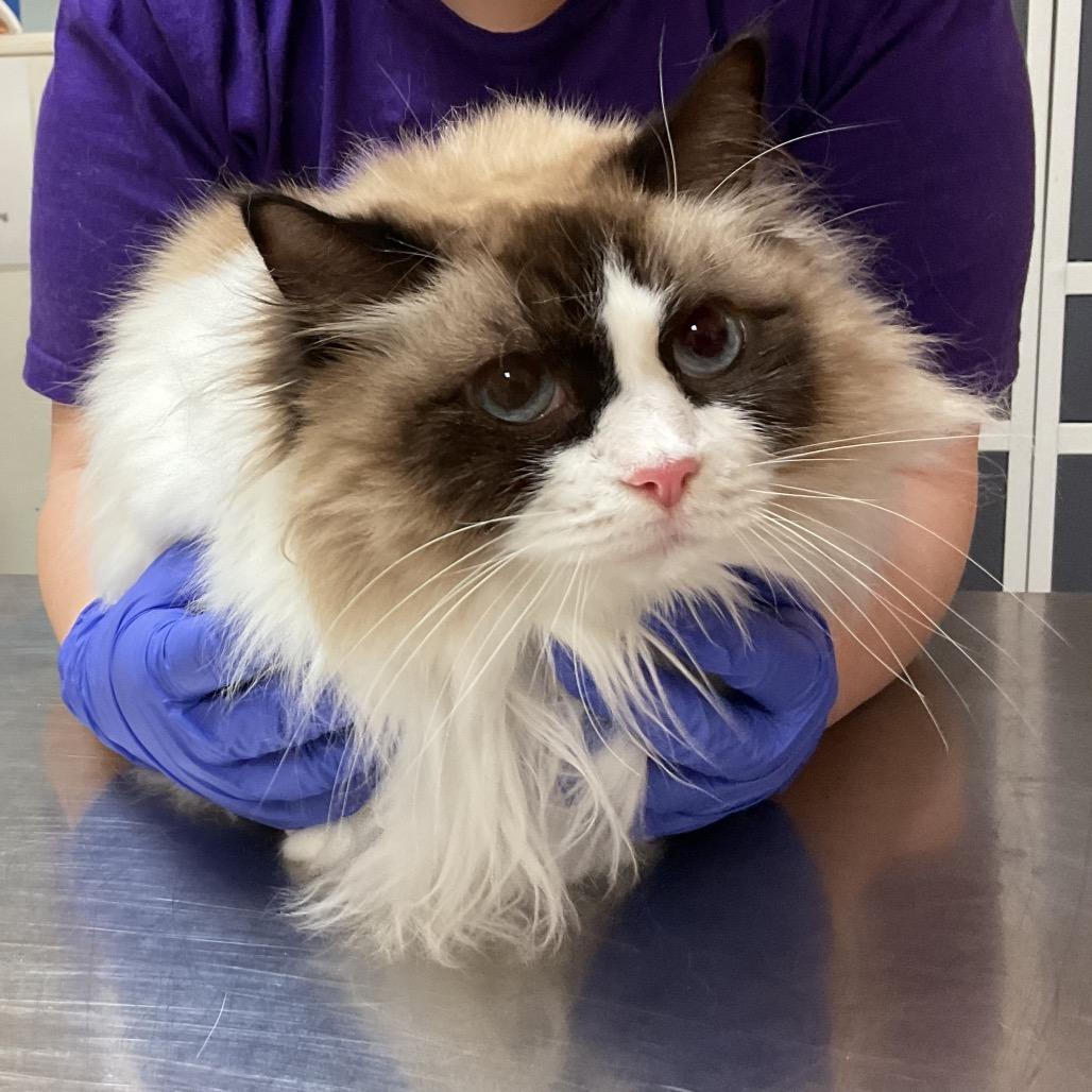 Charlie Girl, Adoptable, Adult Female Ragdoll.