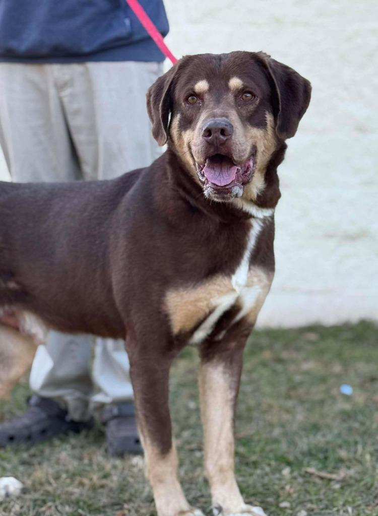 Highway Man, Adoptable, Adult Male Hound & Mixed Breed.