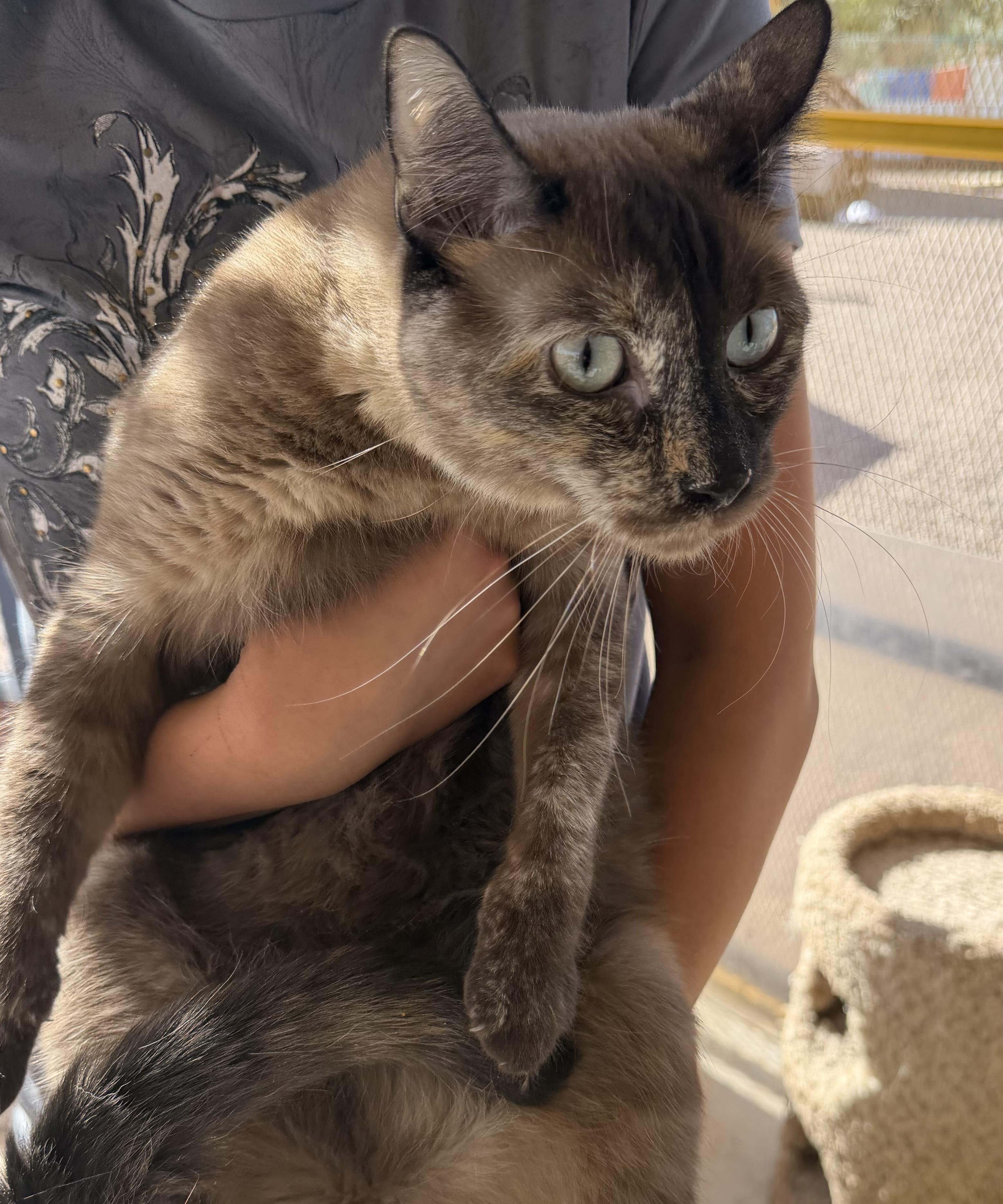 Alita, an adopted Domestic Short Hair in Deming, NM image 2/2