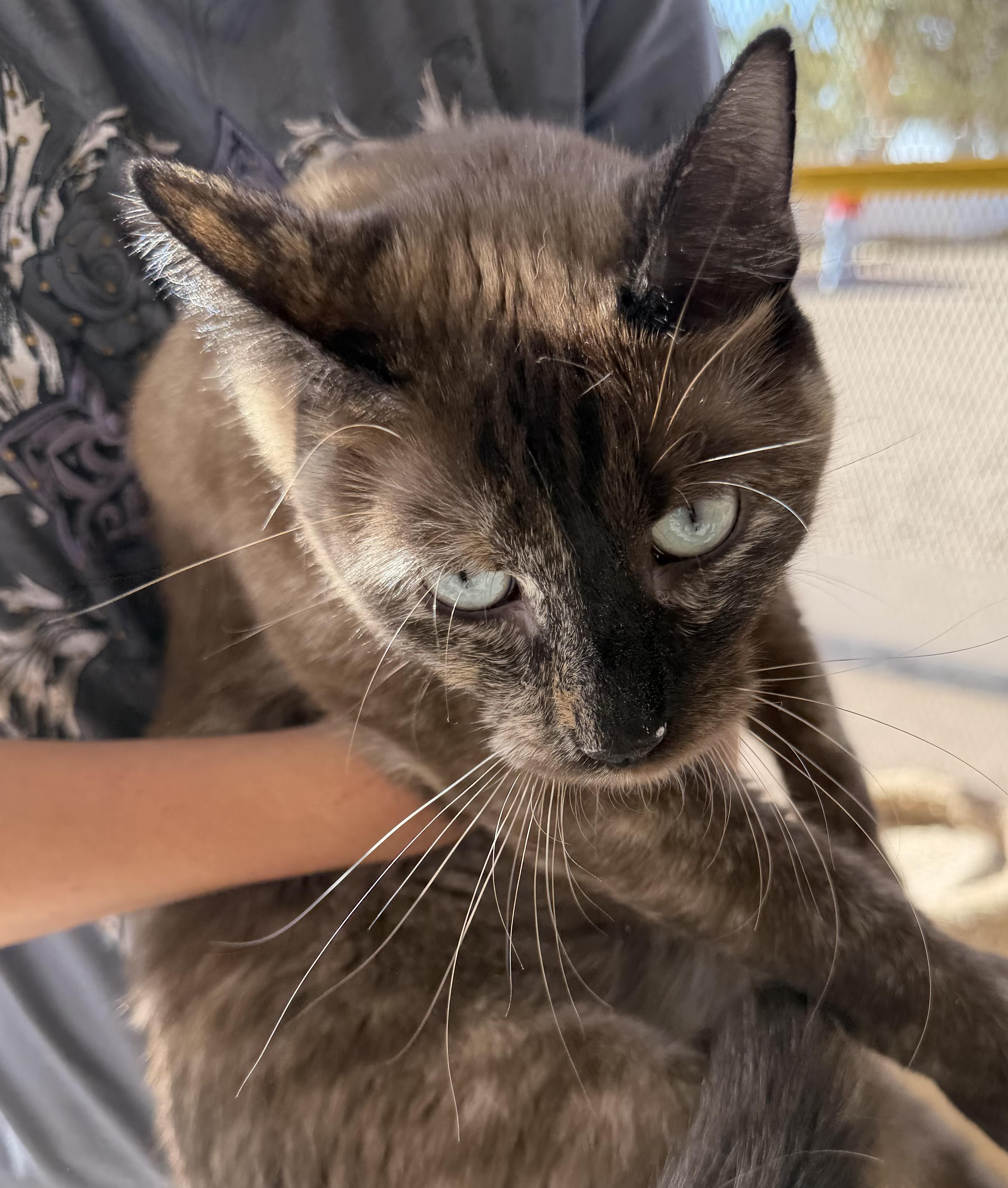 Alita, adopted, Young Female Domestic Short Hair.