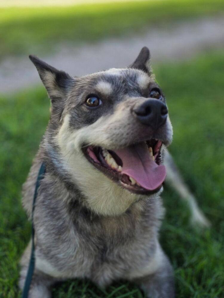 Cubby, Adoptable, Adult Male Australian Cattle Dog / Blue Heeler.