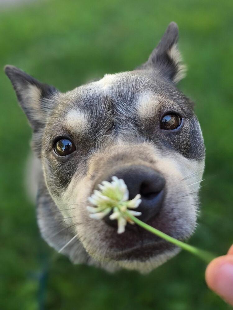 Enlarge Cubby, a Adoptable Australian Cattle Dog / Blue Heeler in Mansfield, OH image 2/3