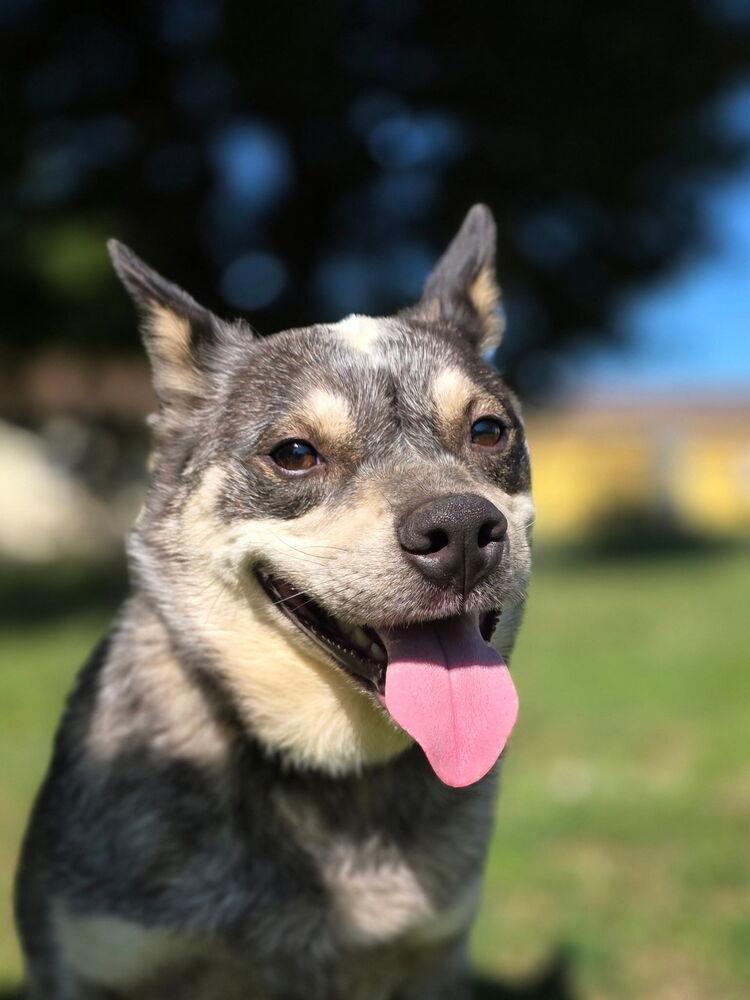 Enlarge Cubby, a Adoptable Australian Cattle Dog / Blue Heeler in Mansfield, OH image 3/3