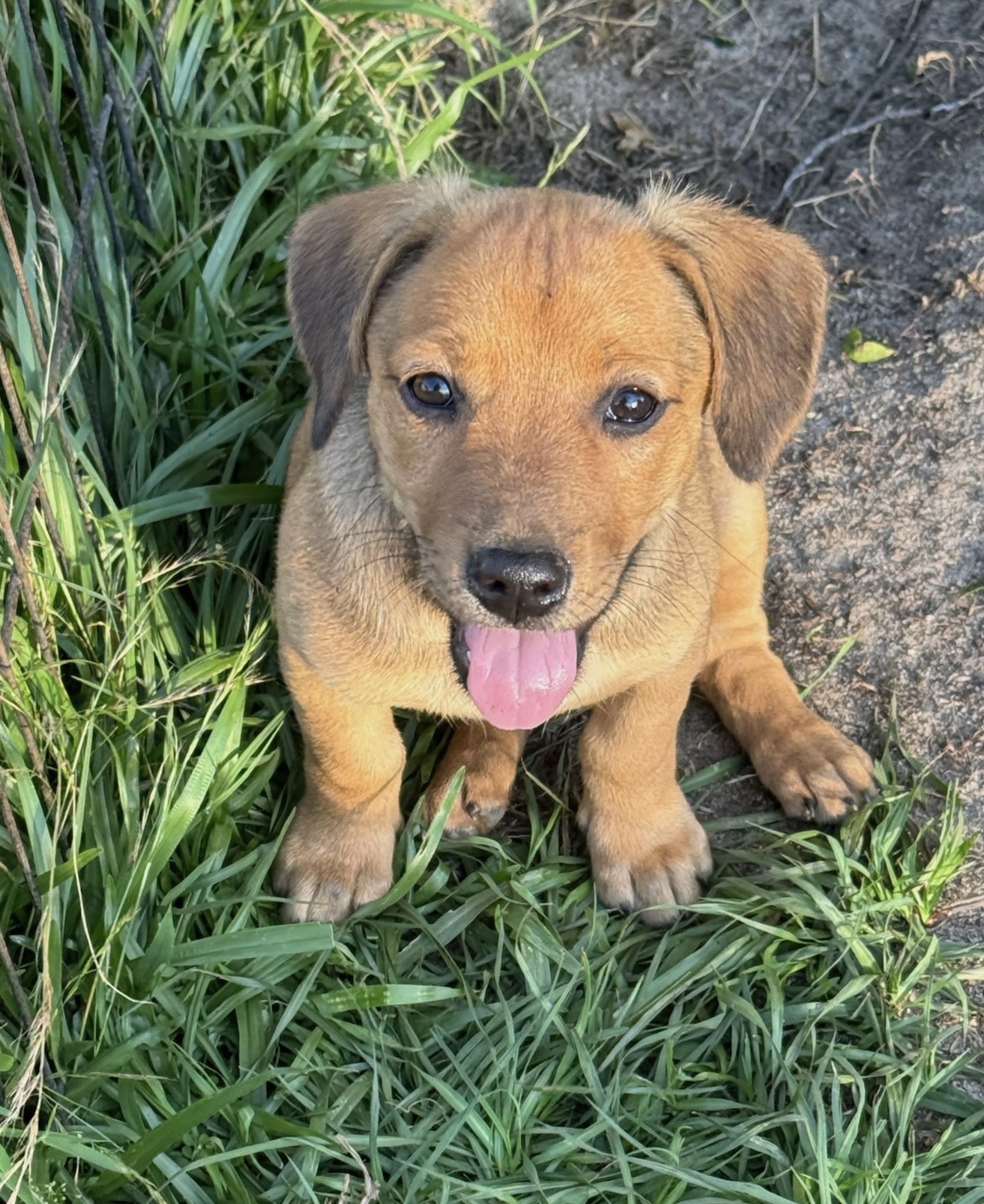 Dog for adoption Olive and Josie, a Beagle & Dachshund Mix in