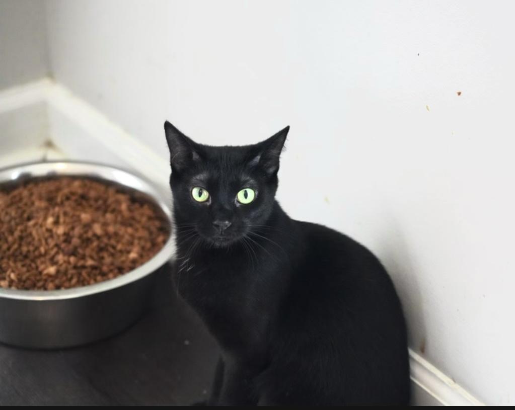 Enlarge Sasha, a Adopted Domestic Short Hair in Pinson, AL image 2/6