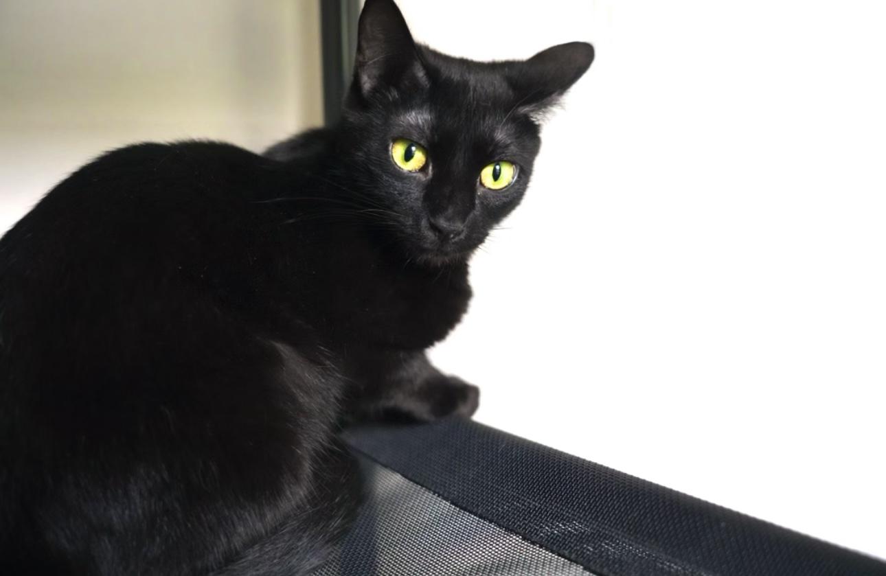 Enlarge Sasha, a Adopted Domestic Short Hair in Pinson, AL image 3/6