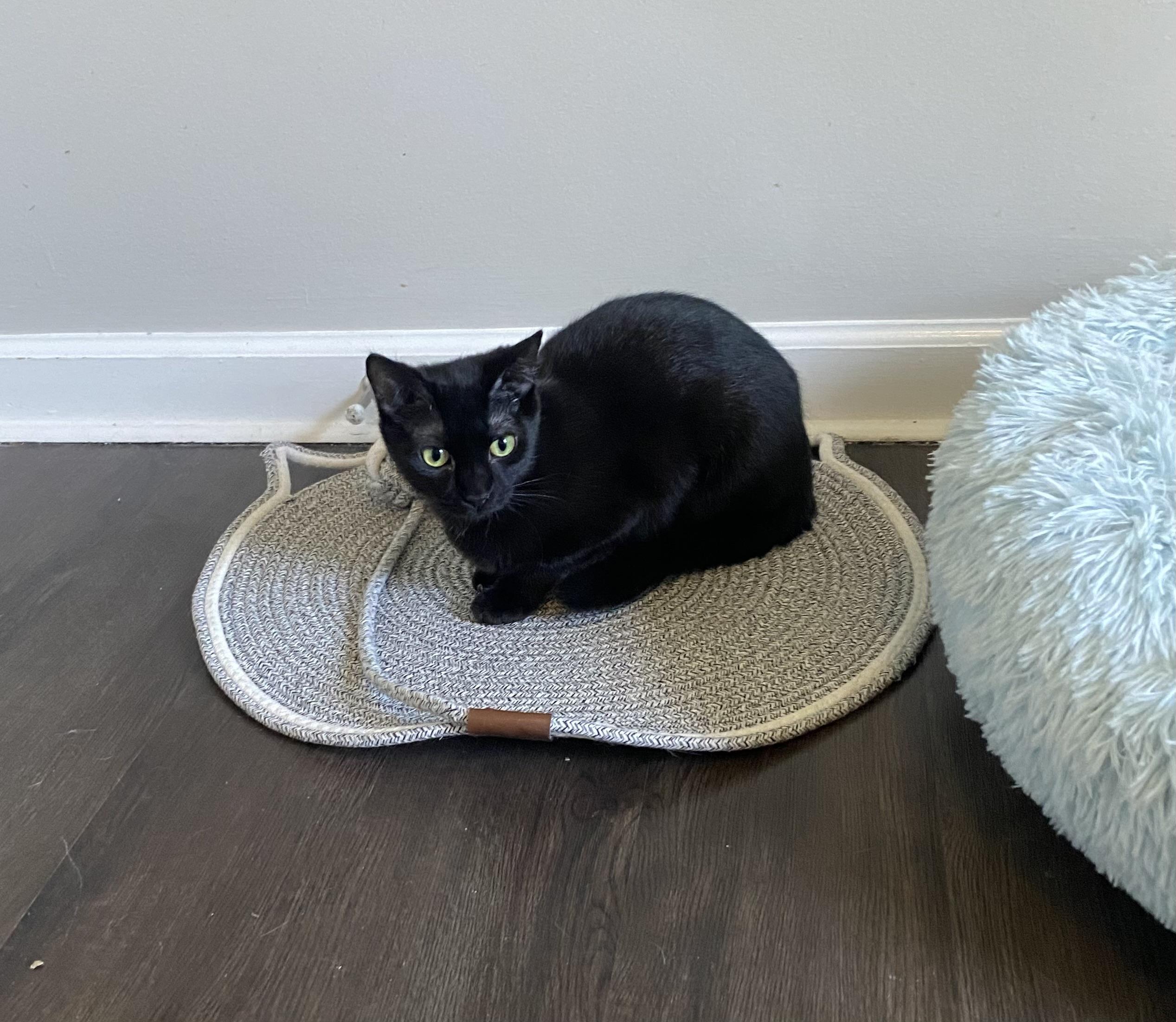 Enlarge Sasha, a Adopted Domestic Short Hair in Pinson, AL image 4/6