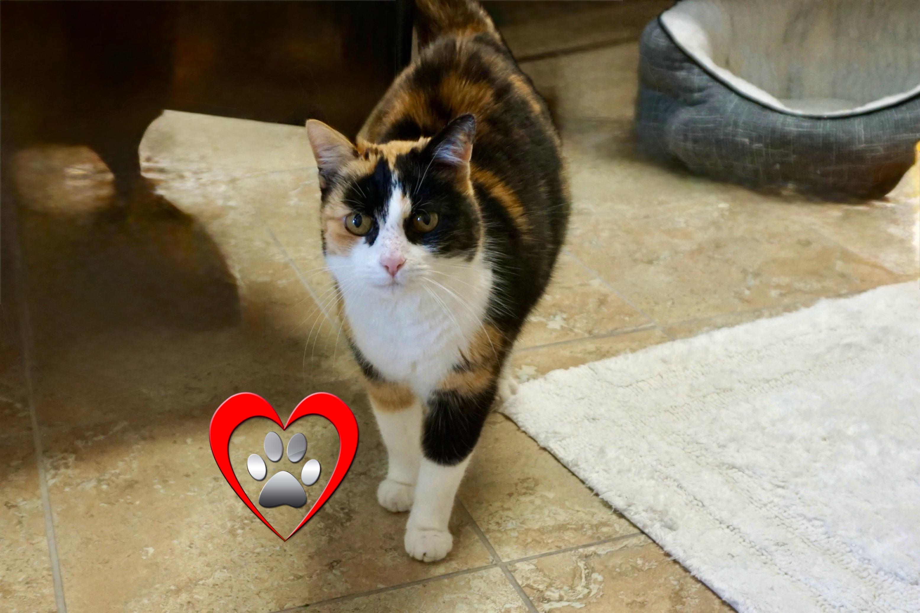 Enlarge Spira, an adopted Domestic Short Hair in Fountain Hills, AZ image 1/3