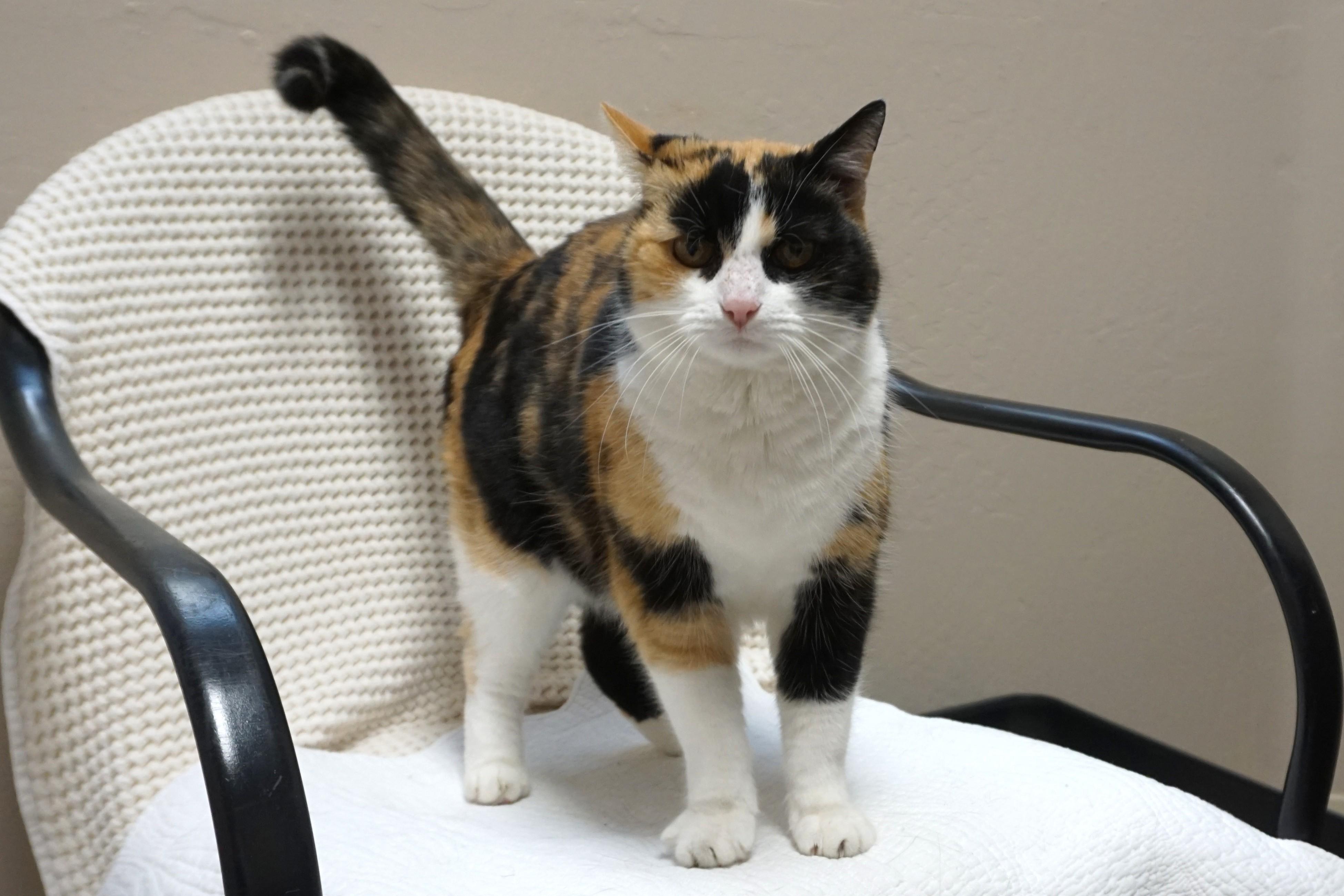 Enlarge Spira, an adopted Domestic Short Hair in Fountain Hills, AZ image 3/3