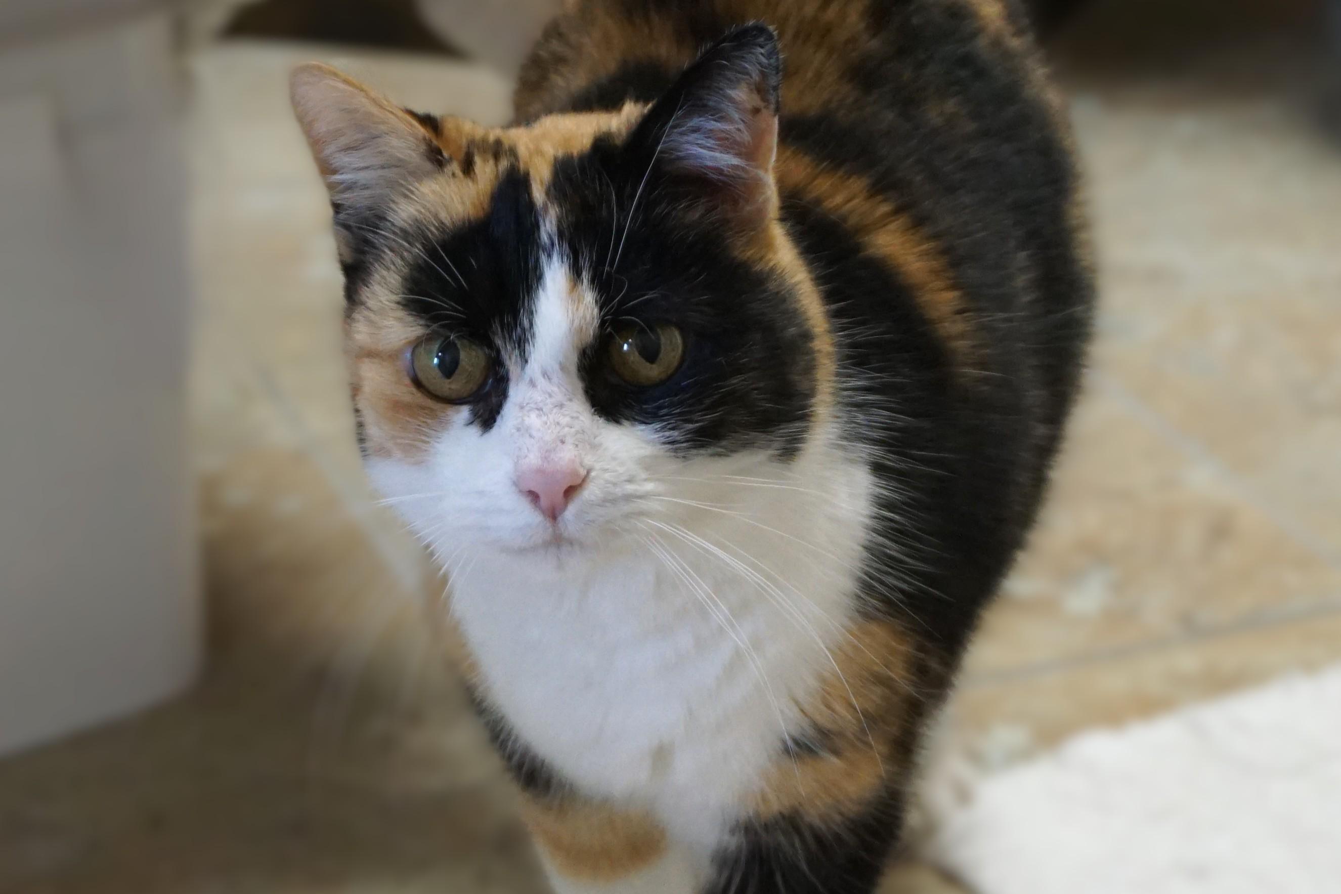 Enlarge Spira, an adopted Domestic Short Hair in Fountain Hills, AZ image 2/3