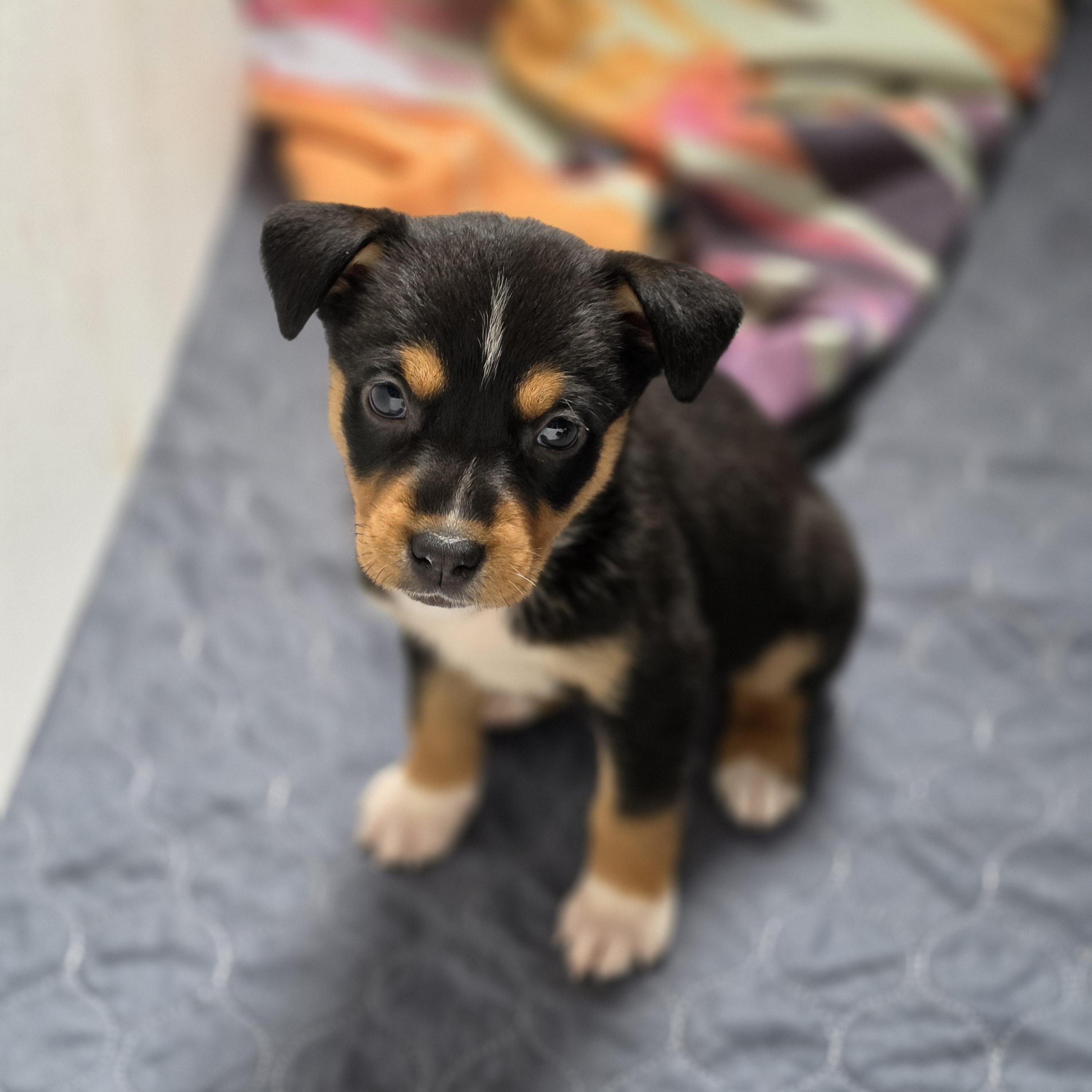 Enlarge Bellatrix, a Adoptable mixed breed in Blairstown, NJ image 4/6