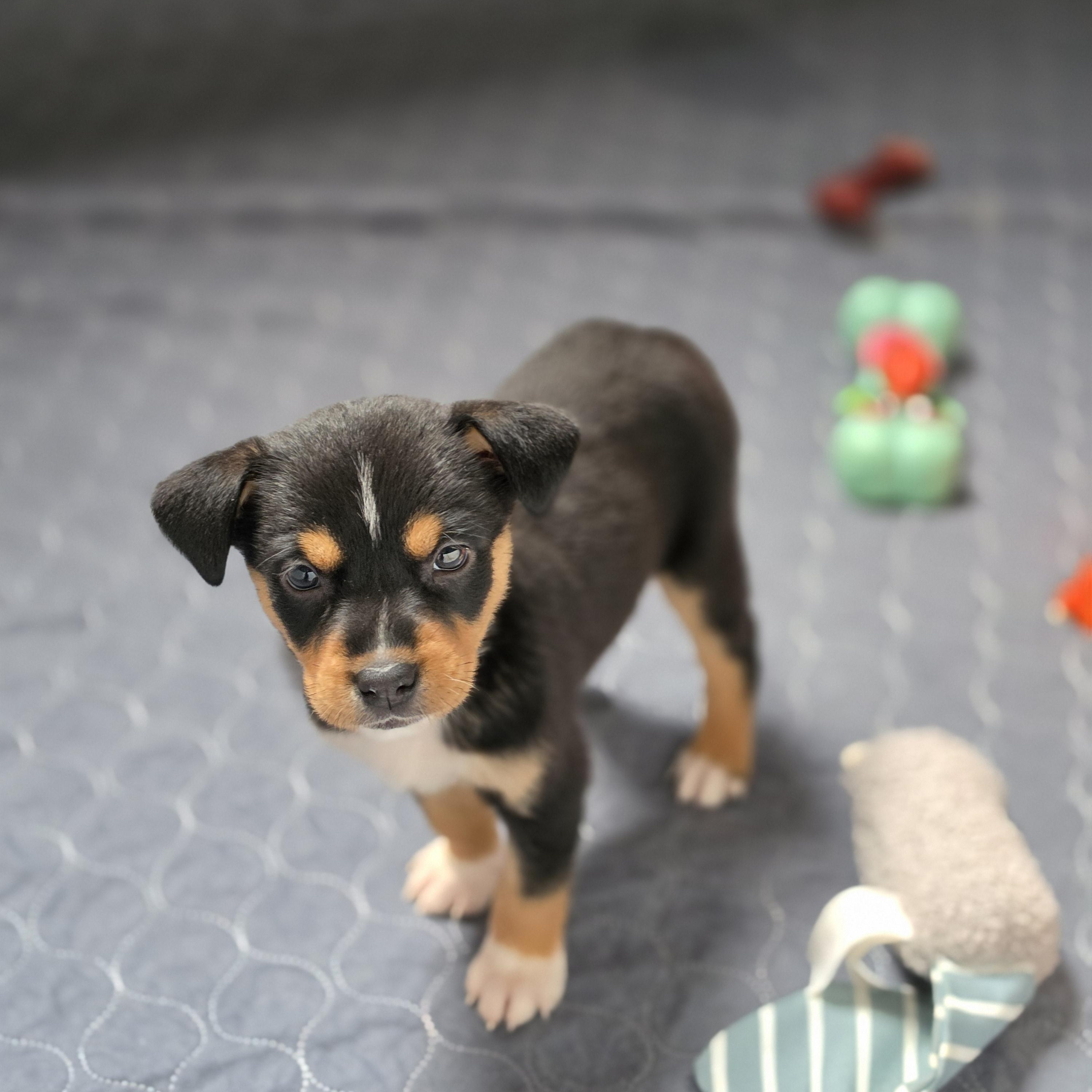 Enlarge Bellatrix, a Adoptable mixed breed in Blairstown, NJ image 2/6