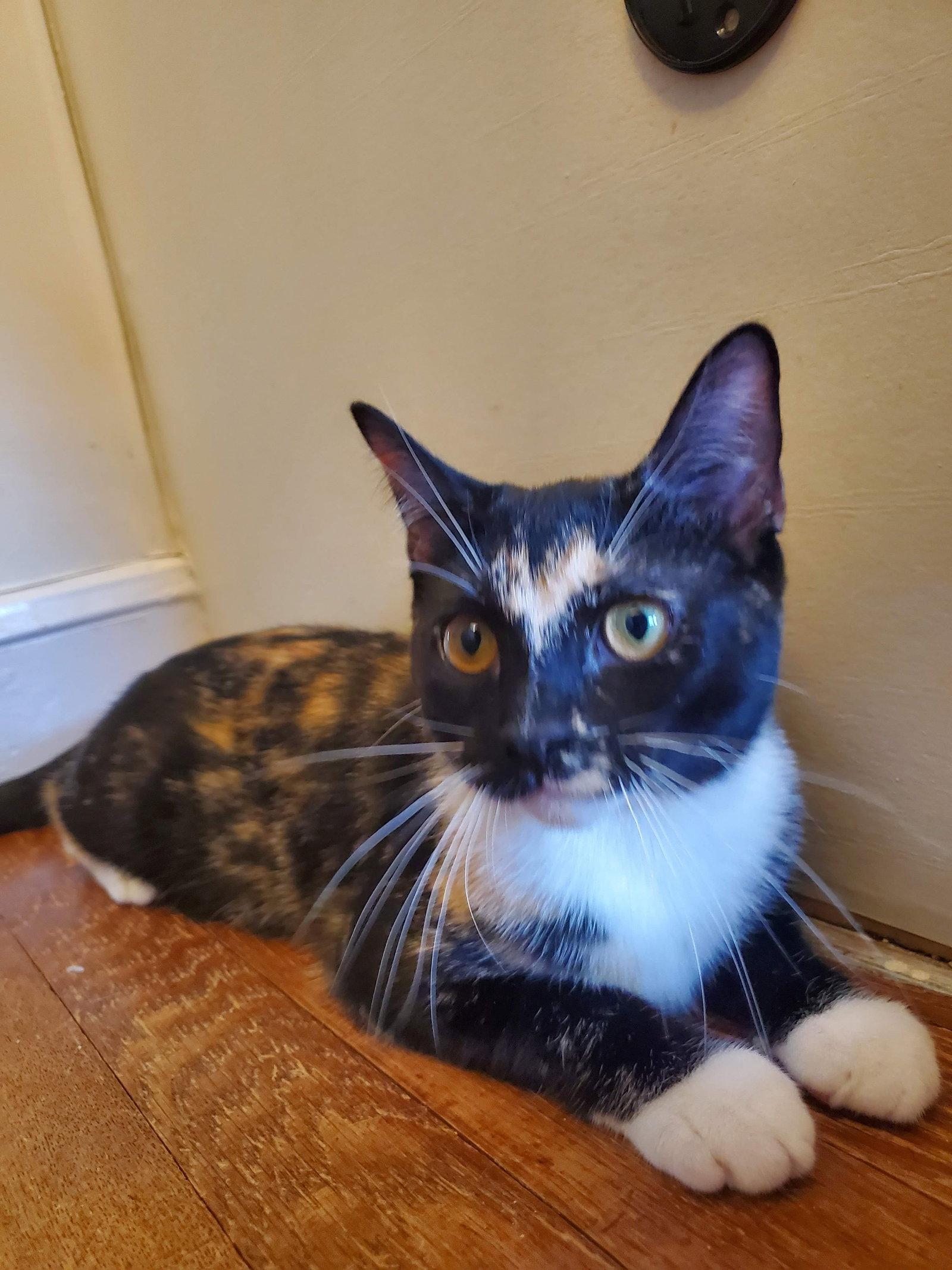 Pepperjack, Adoptable, Young Female Domestic Short Hair.