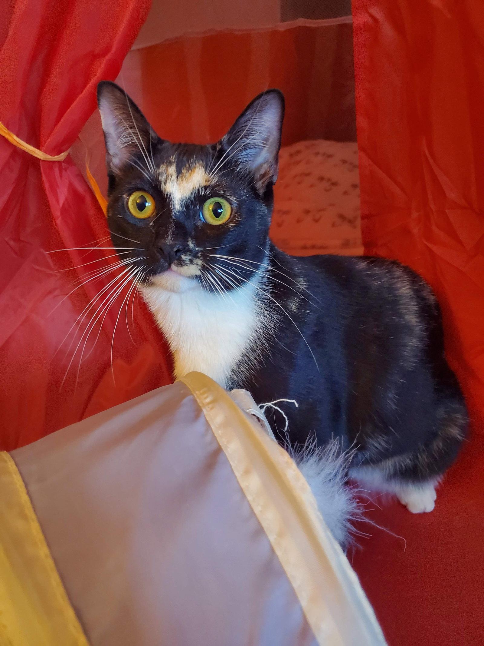 Pepperjack, a Adoptable Domestic Short Hair in Flushing, NY image 2/3
