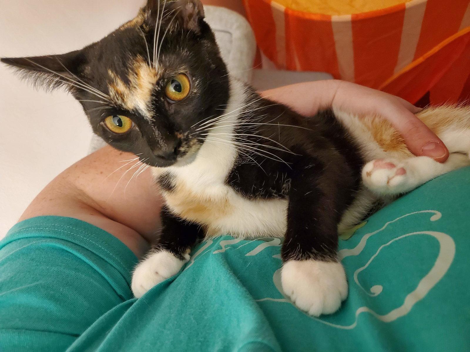 Pepperjack, a Adoptable Domestic Short Hair in Flushing, NY image 3/3