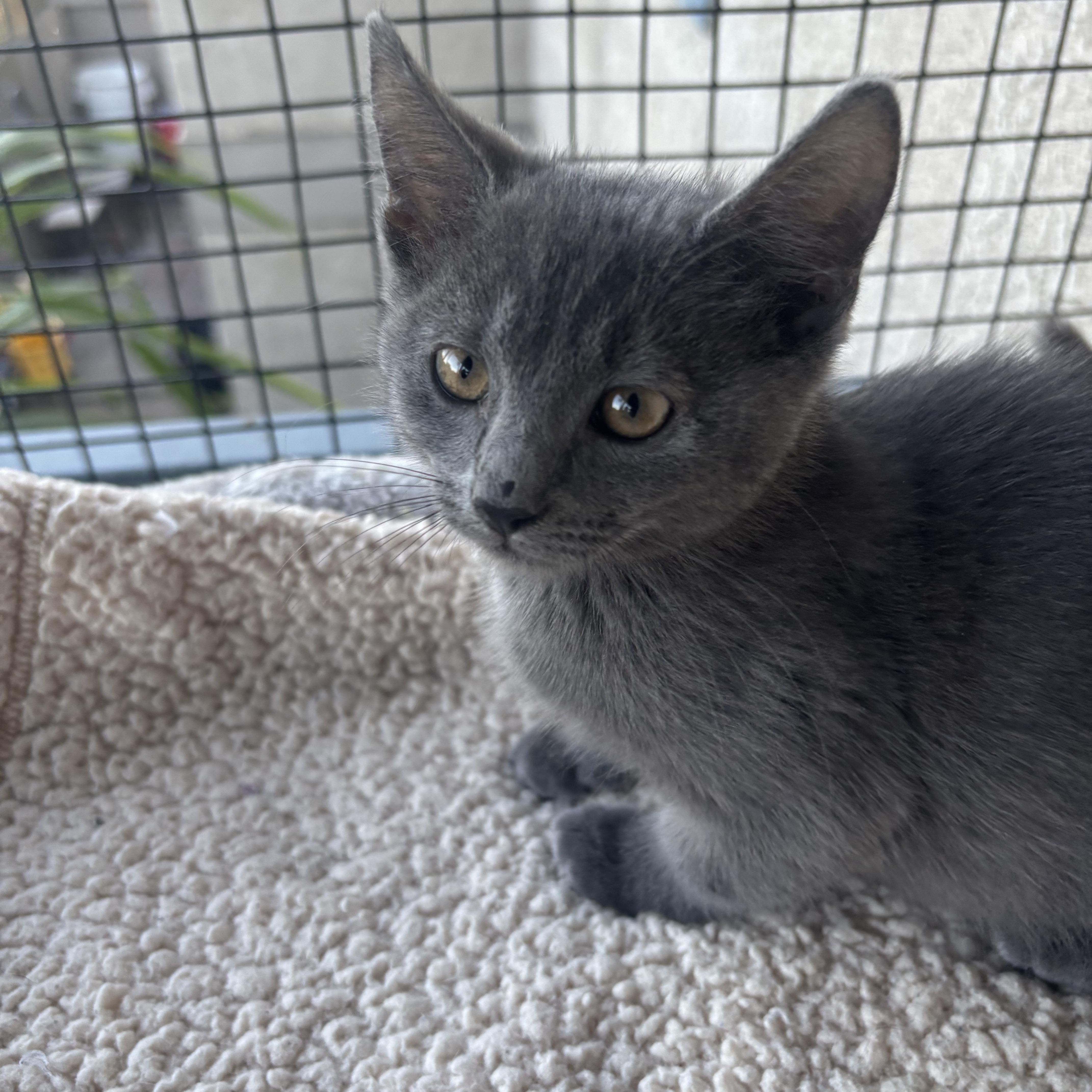 Moon, a ADOPTABLE Russian Blue in Costa Mesa, CA image 2/3