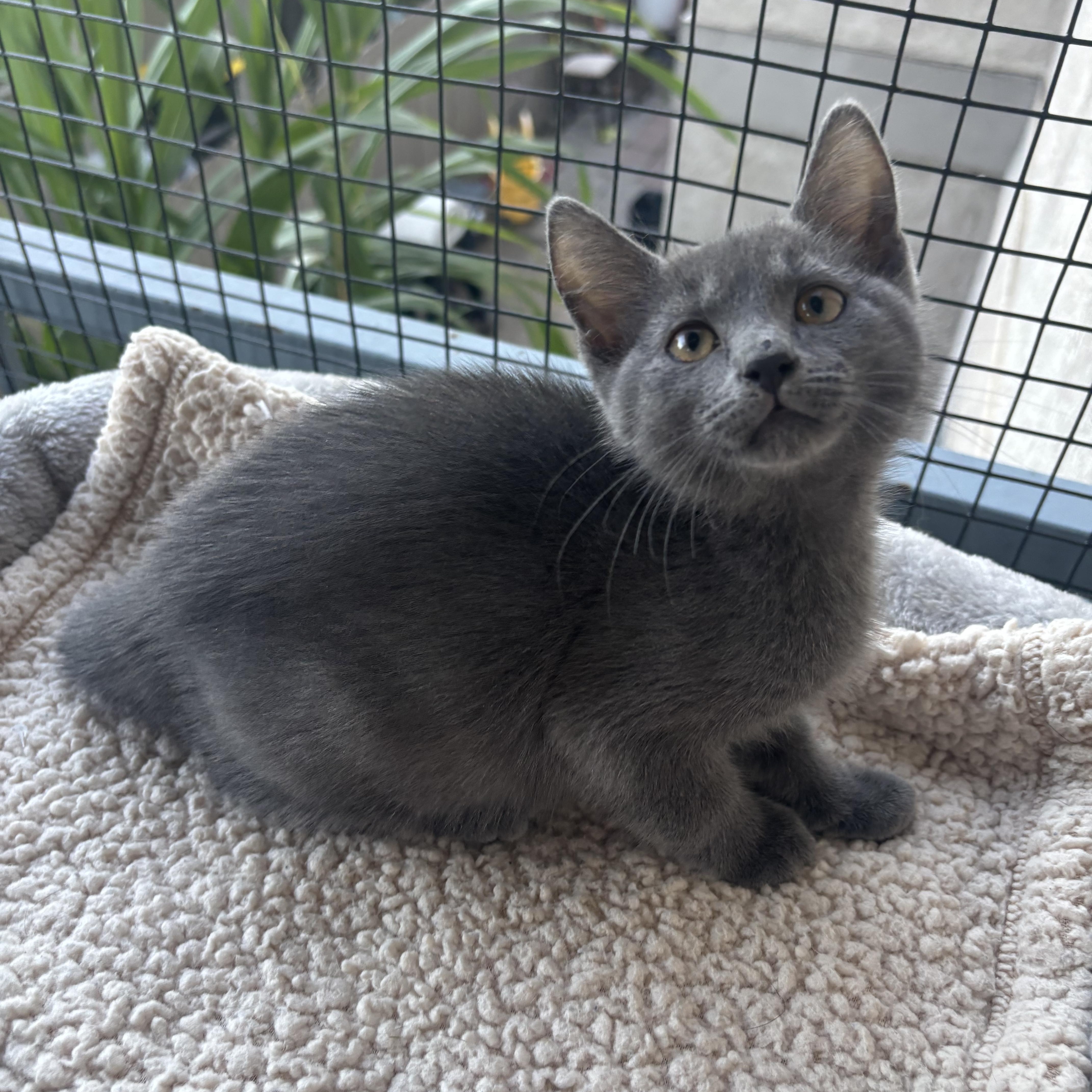 Moon, a ADOPTABLE Russian Blue in Costa Mesa, CA image 1/3