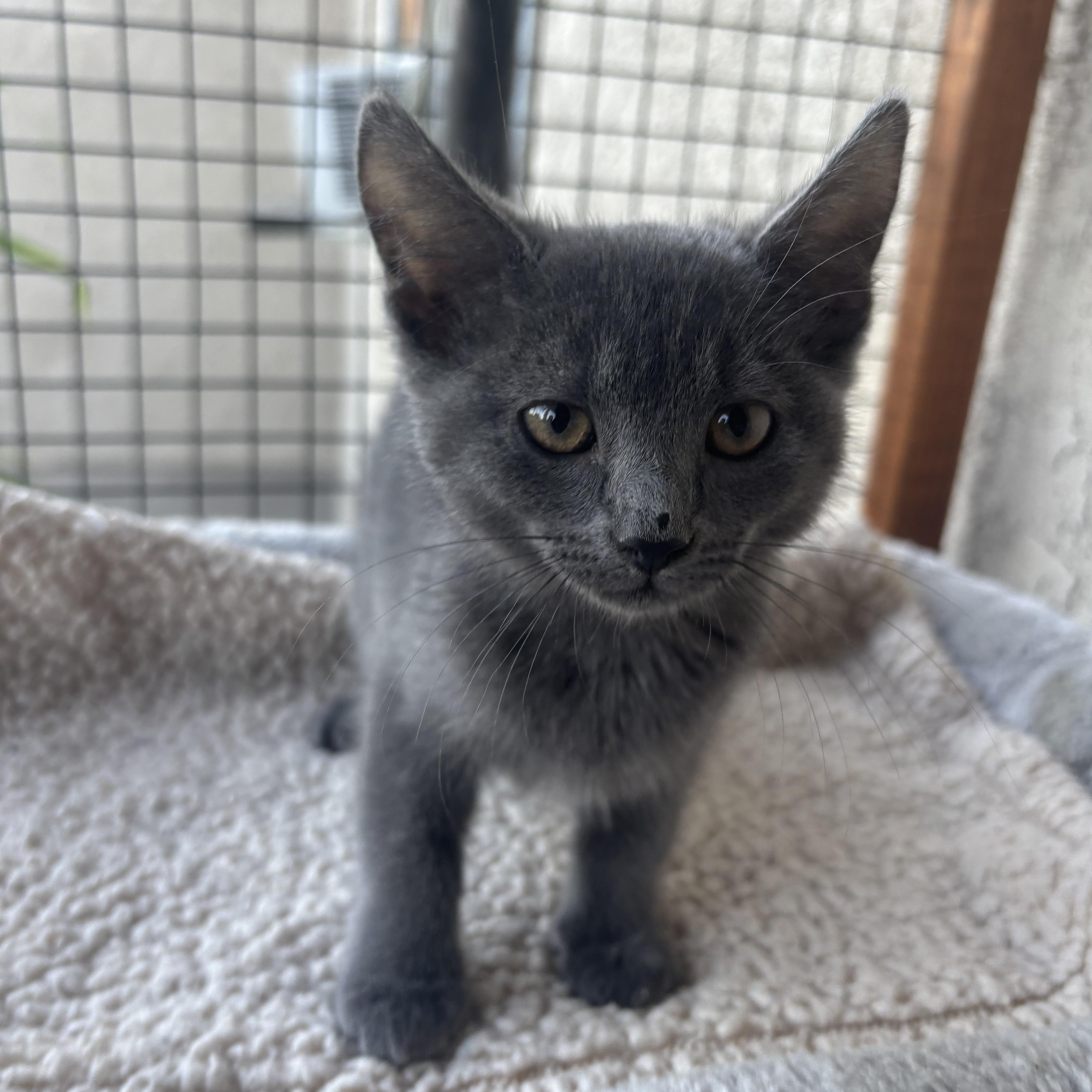 Moon, a ADOPTABLE Russian Blue in Costa Mesa, CA image 3/3