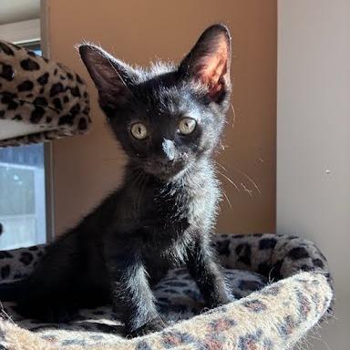 Cassette, Adoptable, Kitten Male Domestic Short Hair.