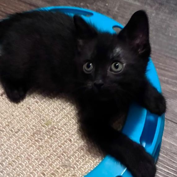 Enlarge Cassette, a Adoptable Domestic Short Hair in Fulton, MO image 2/3