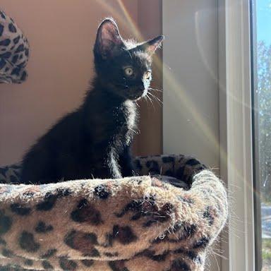 Enlarge Cassette, a Adoptable Domestic Short Hair in Fulton, MO image 3/3