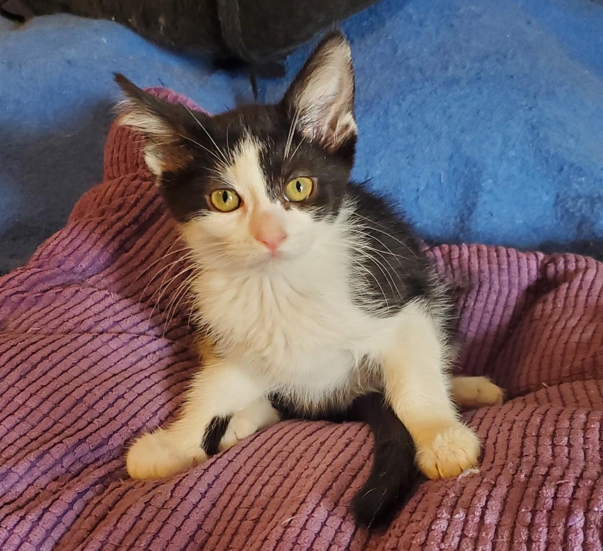 CINDI, ADOPTABLE, Young Female Domestic Short Hair.