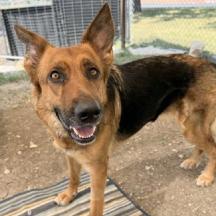 Enlarge Madison, a Adoptable German Shepherd Dog in Brooklyn, NY image 1/6