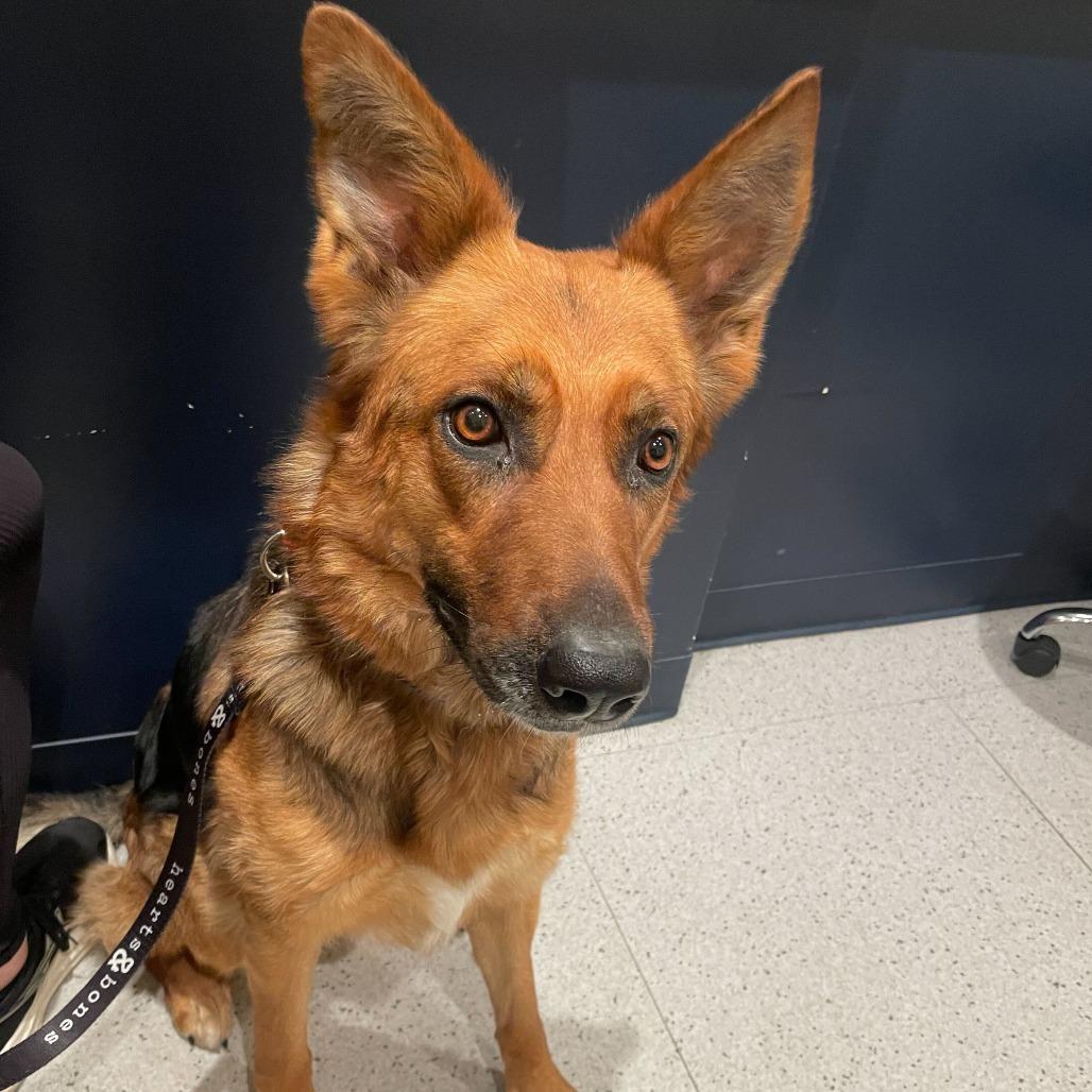Enlarge Madison, a Adoptable German Shepherd Dog in Brooklyn, NY image 2/6