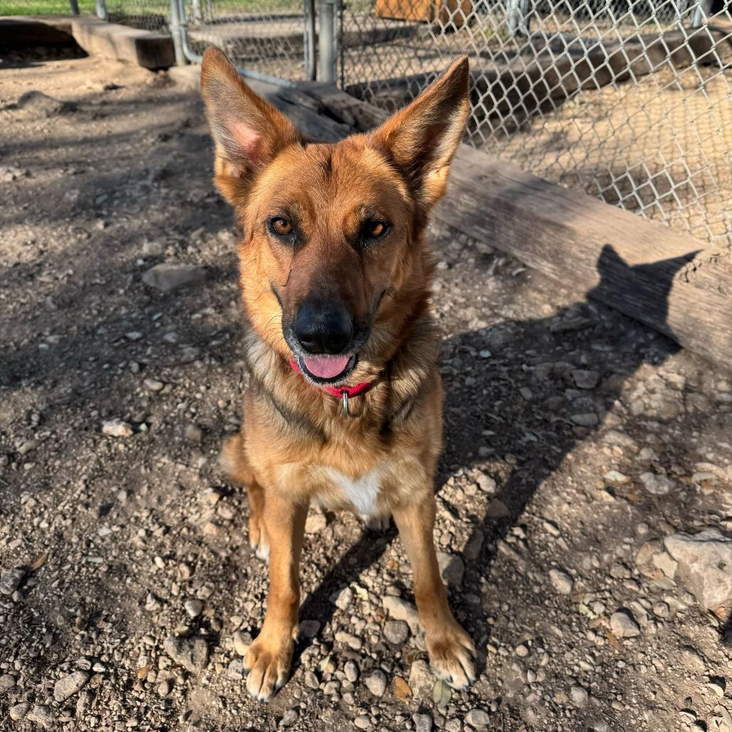Enlarge Madison, a Adoptable German Shepherd Dog in Brooklyn, NY image 3/6