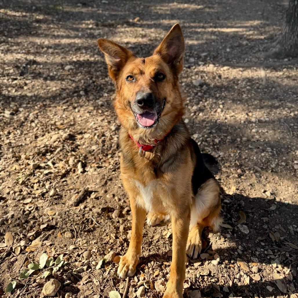 Enlarge Madison, a Adoptable German Shepherd Dog in Brooklyn, NY image 4/6